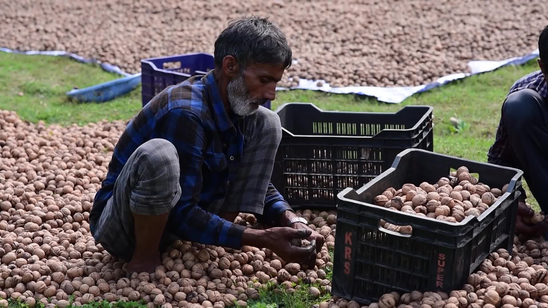 Walnuts harvesting in Srinagar, India