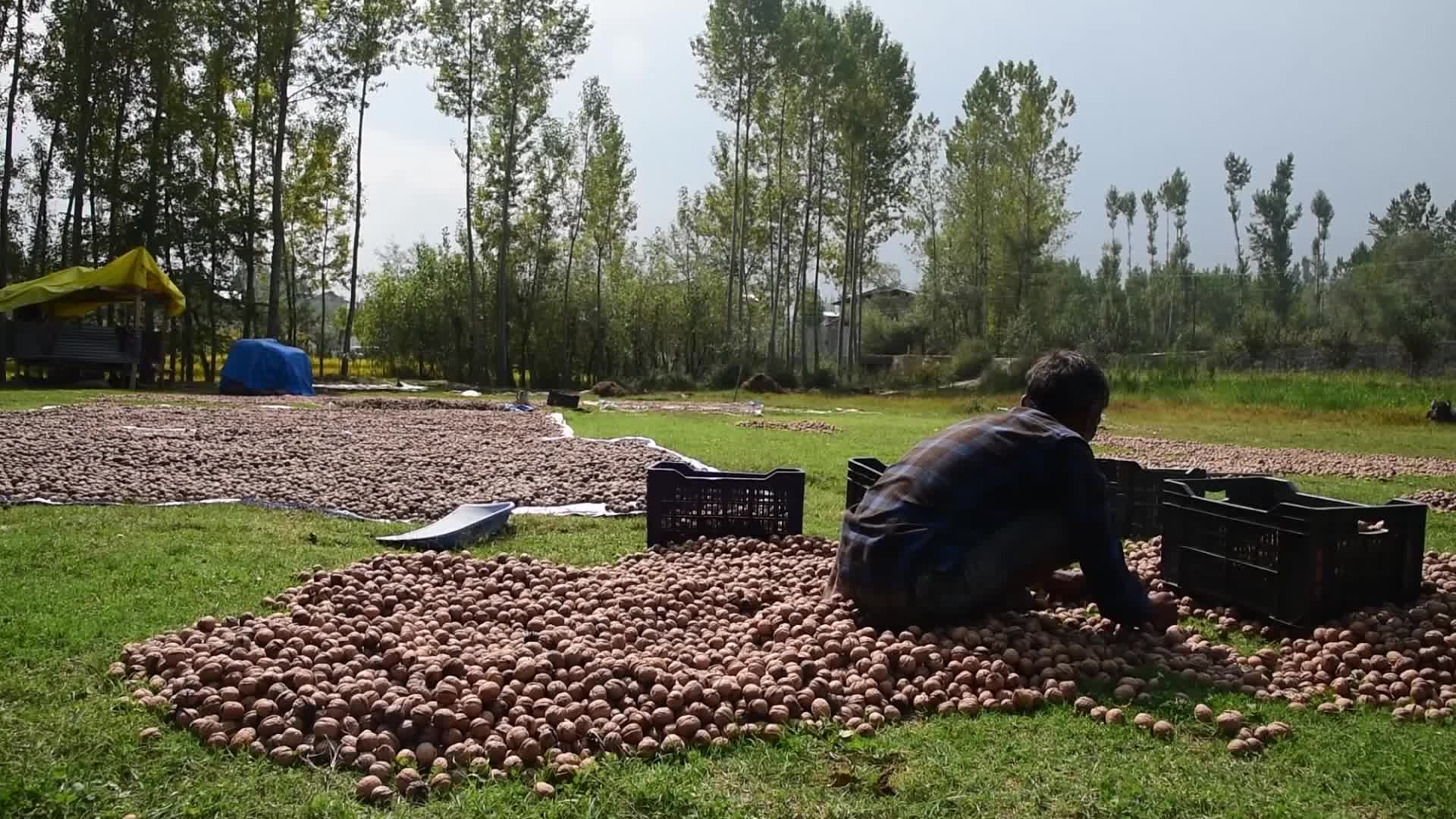Walnuts harvesting in Srinagar, India