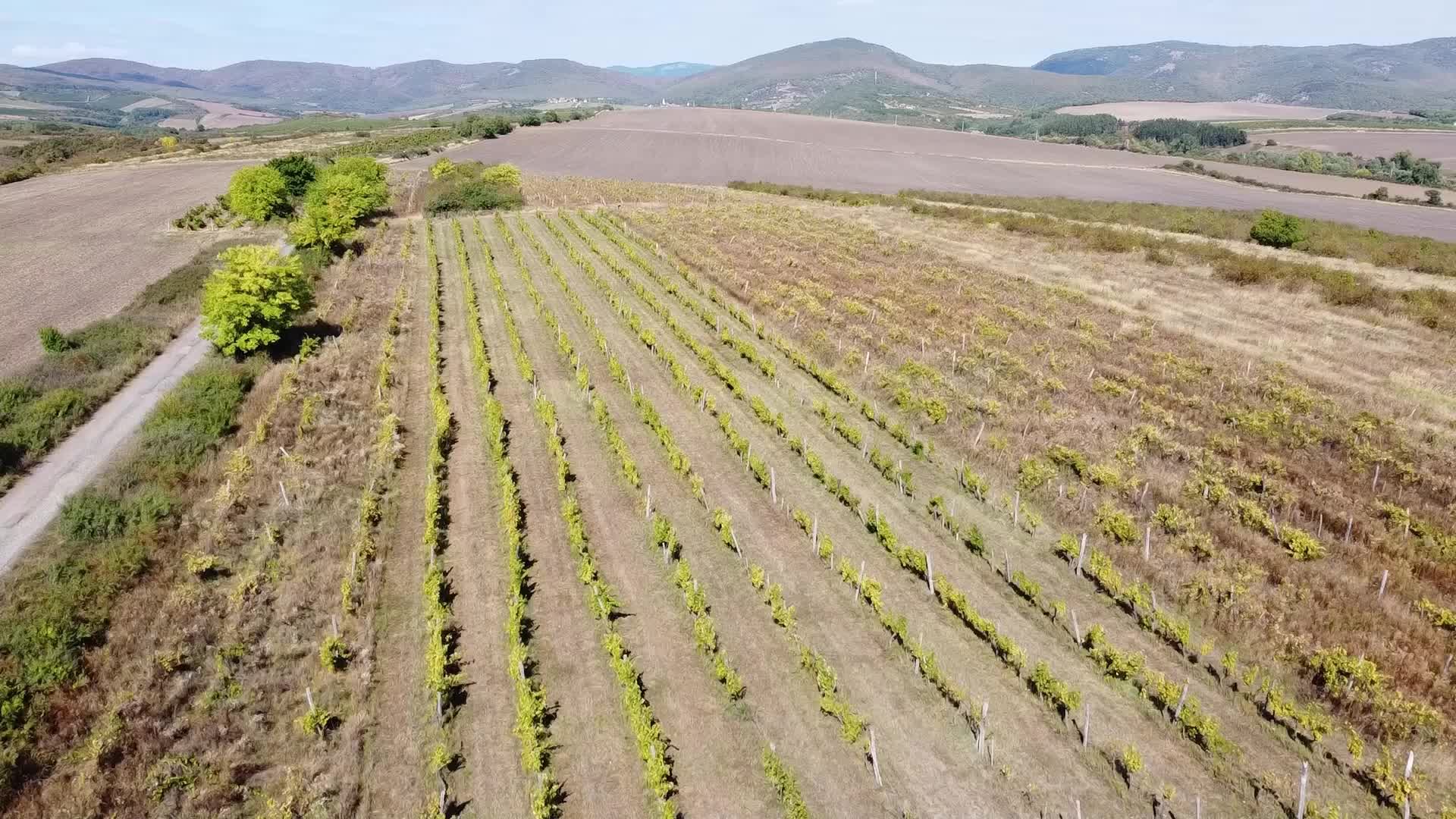 Wine Grapes Harvest In Bukkalja Wineregion, Hungary