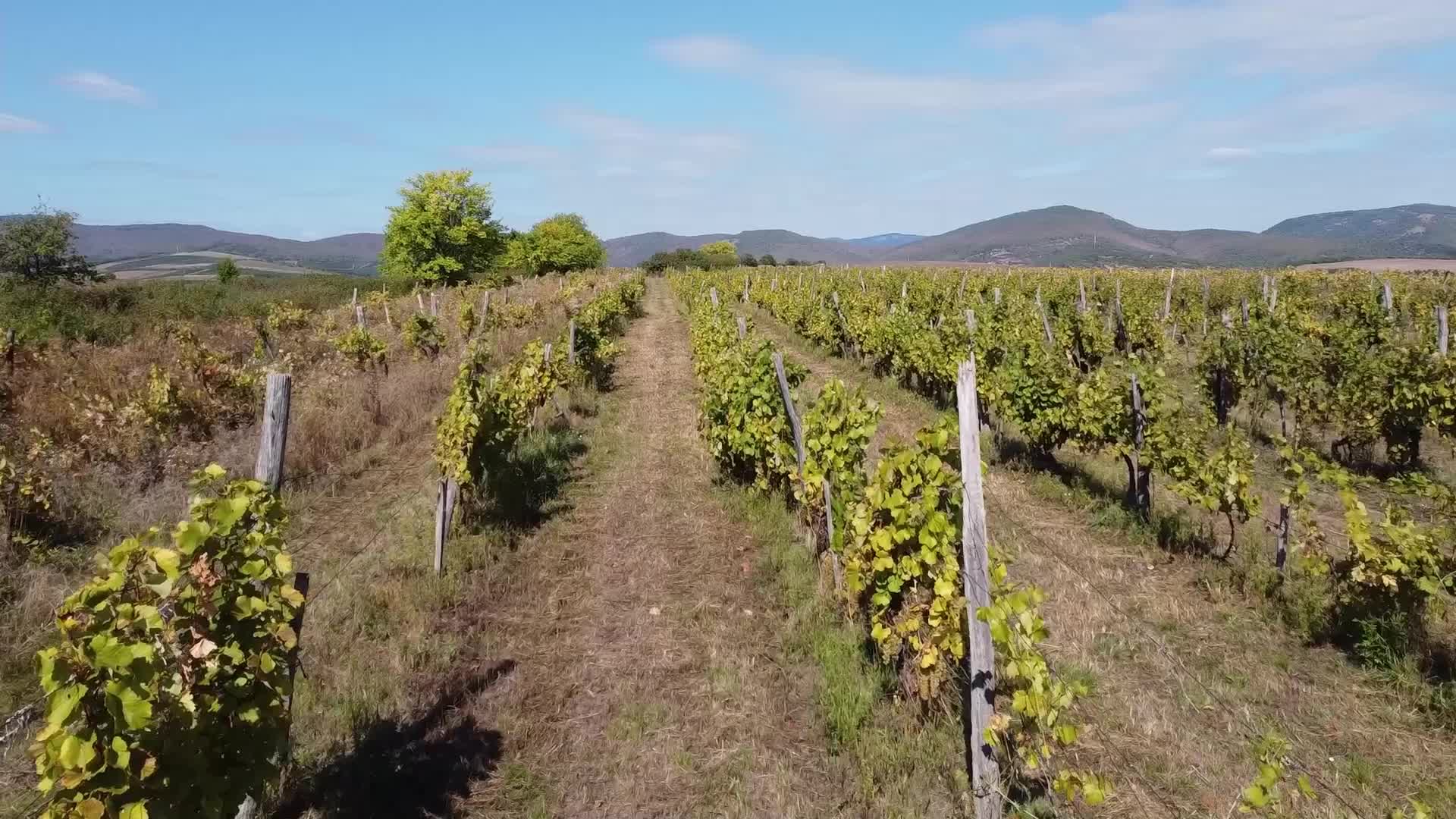 Wine Grapes Harvest In Bukkalja Wineregion, Hungary