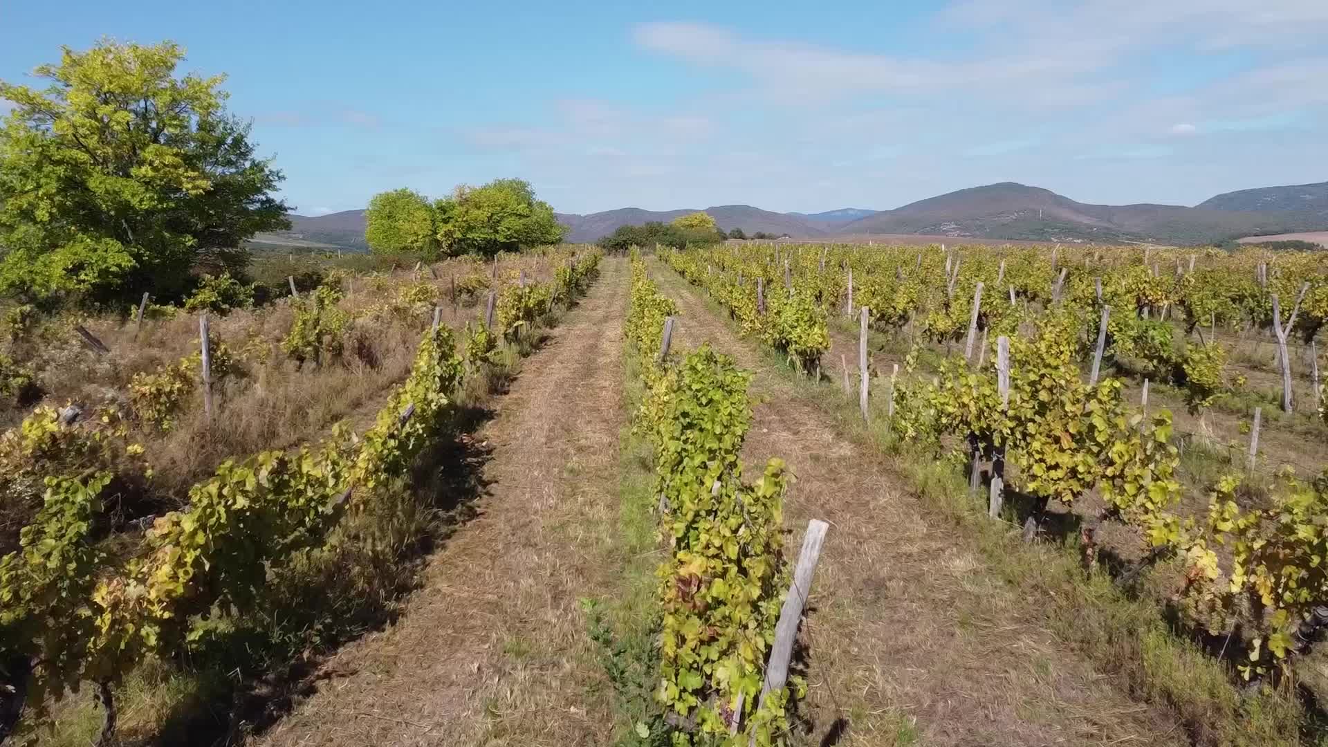 Wine Grapes Harvest In Bukkalja Wineregion, Hungary