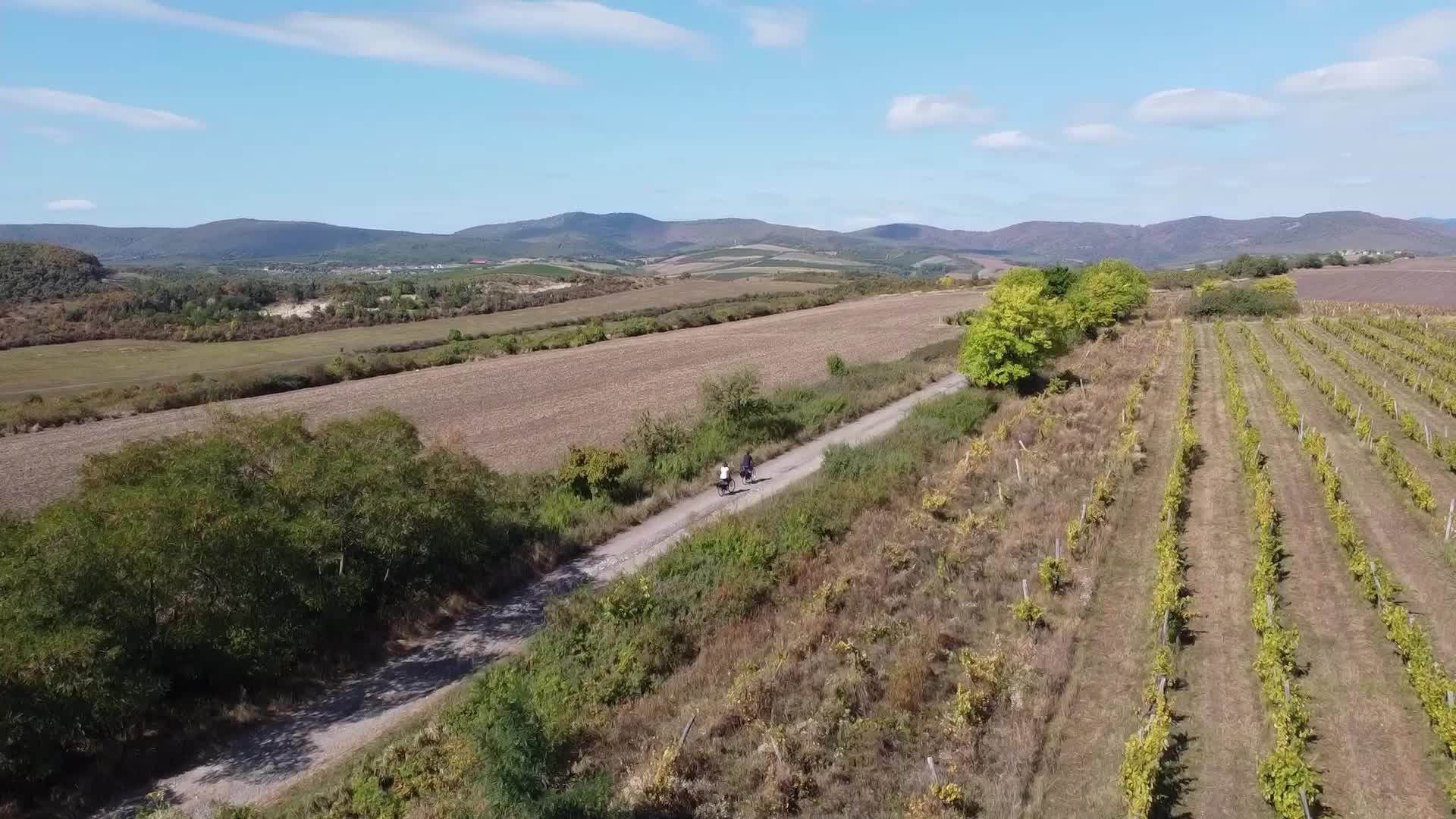 Wine Grapes Harvest In Bukkalja Wineregion, Hungary