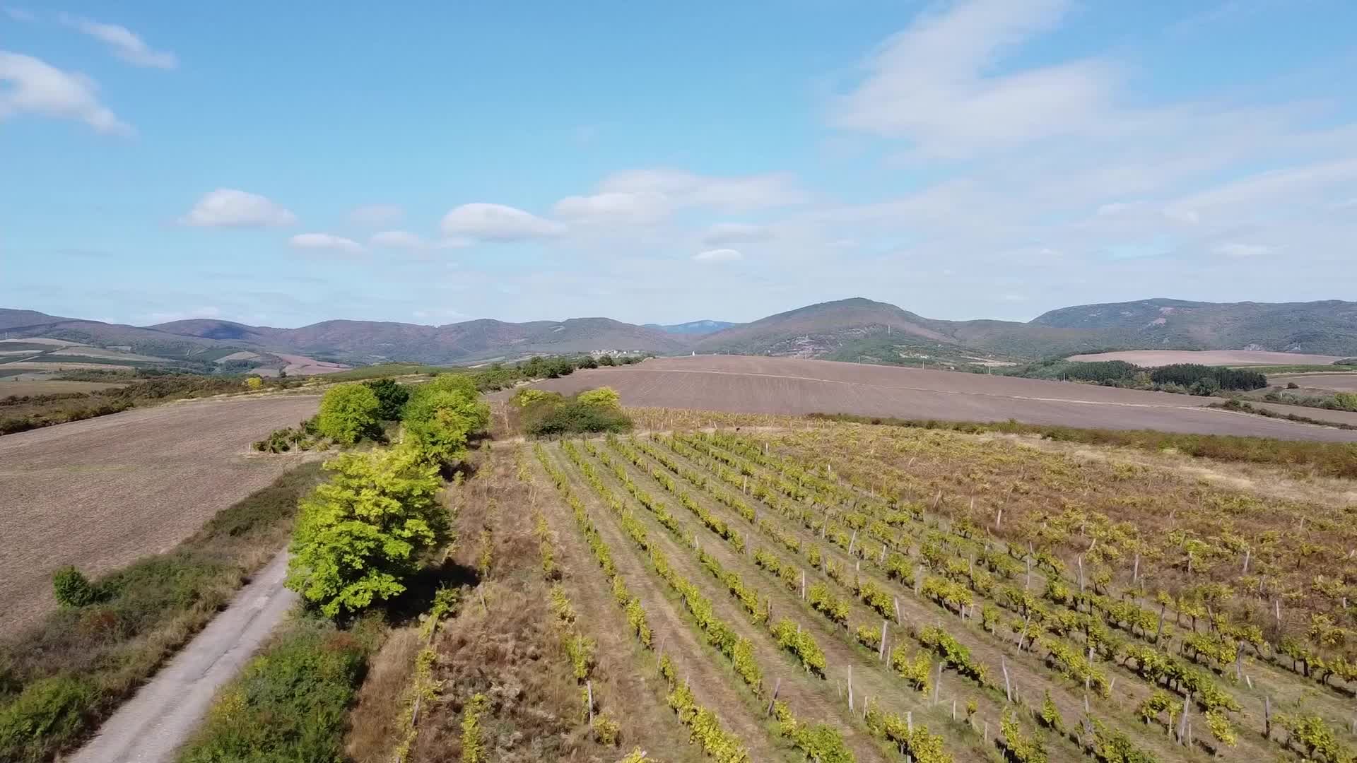 Wine Grapes Harvest In Bukkalja Wineregion, Hungary