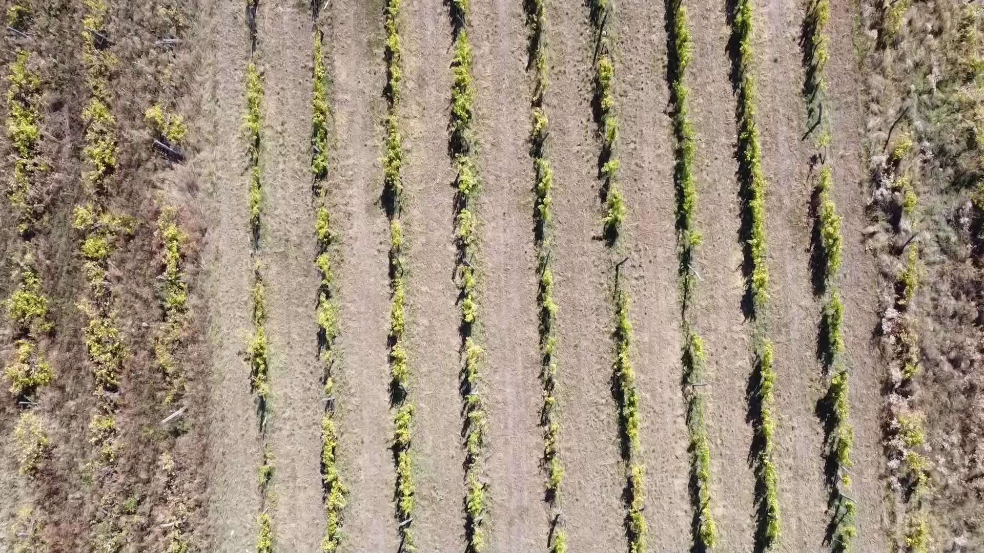 Wine Grapes Harvest In Bukkalja Wineregion, Hungary