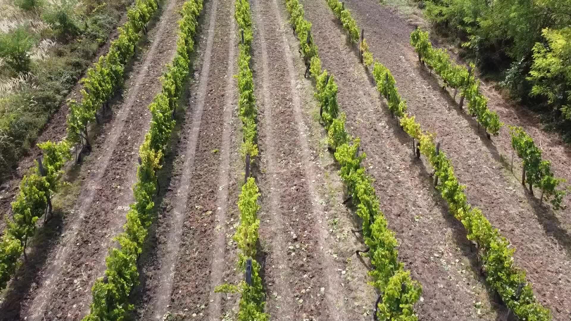 Wine Grapes Harvest In Bukkalja Wineregion, Hungary