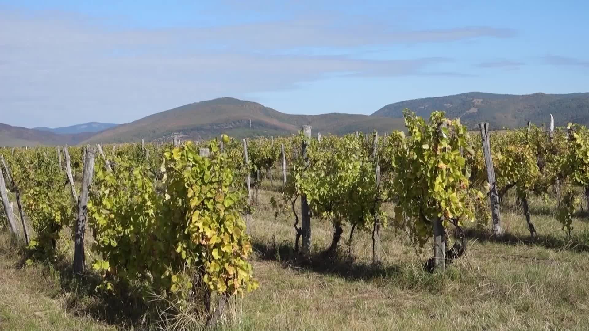 Wine Grapes Harvest In Bukkalja Wineregion, Hungary