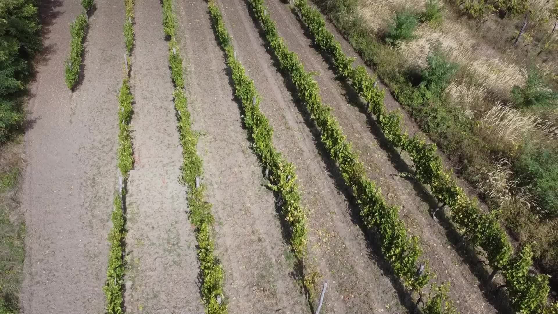 Wine Grapes Harvest In Bukkalja Wineregion, Hungary