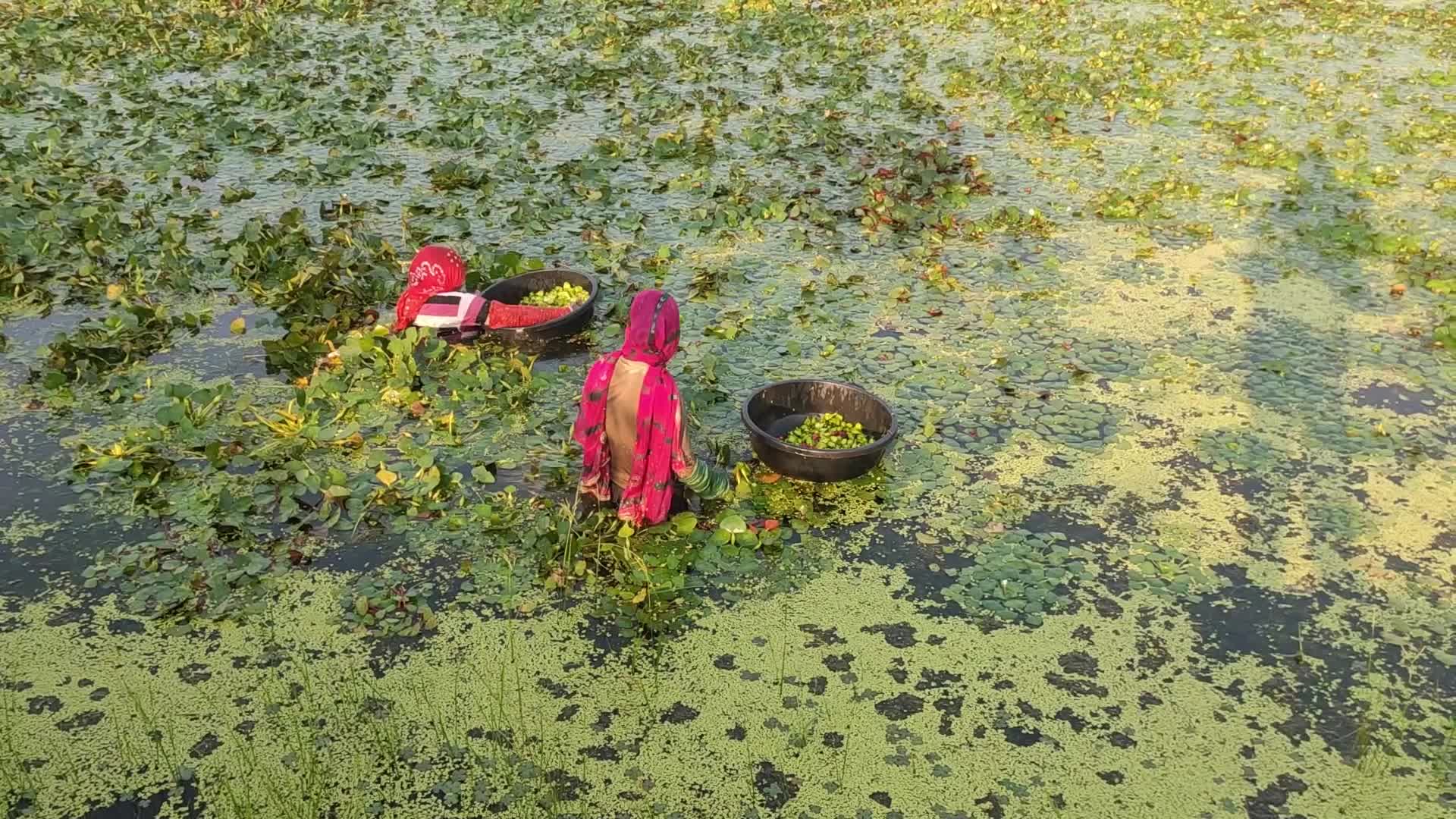 Indian Farmers collecting water chestnuts