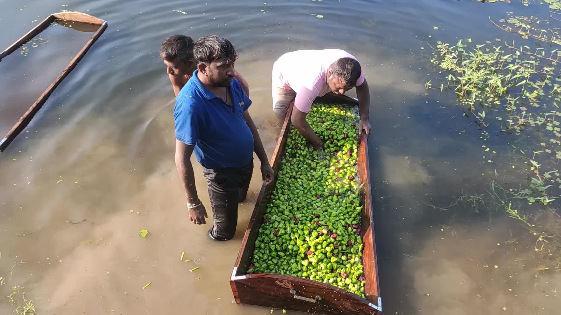Indian Farmers collecting water chestnuts
