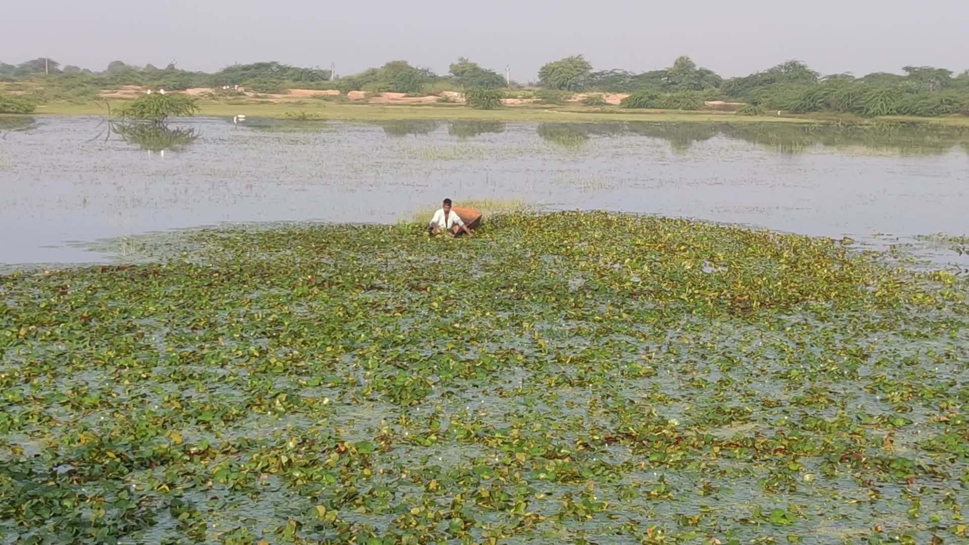 Indian Farmers collecting water chestnuts