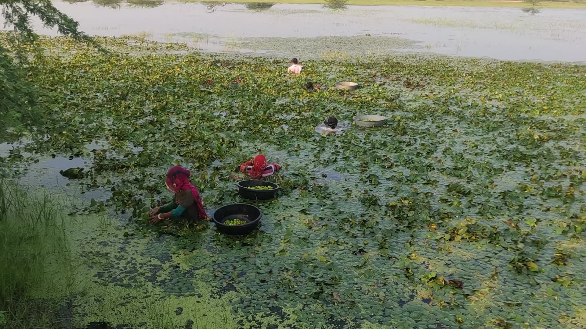 Indian Farmers collecting water chestnuts