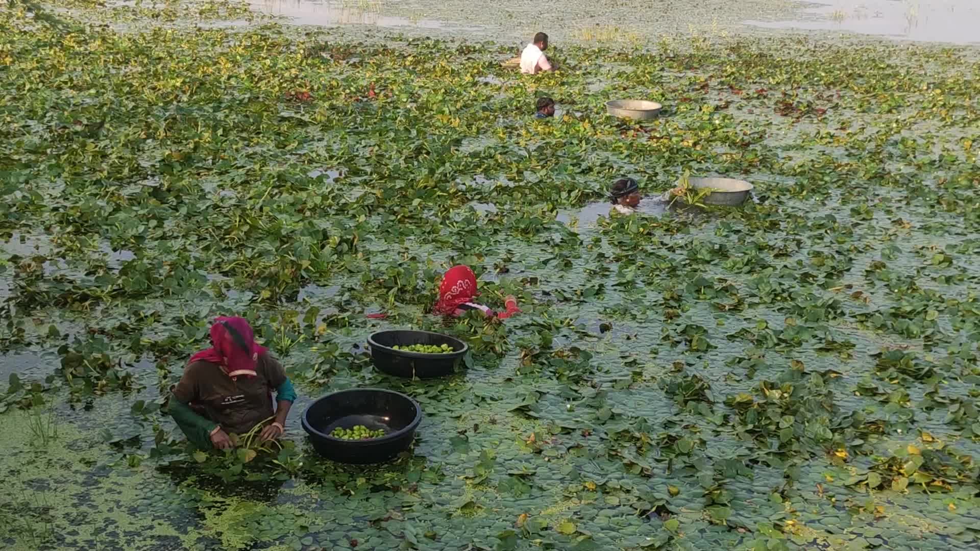 Indian Farmers collecting water chestnuts