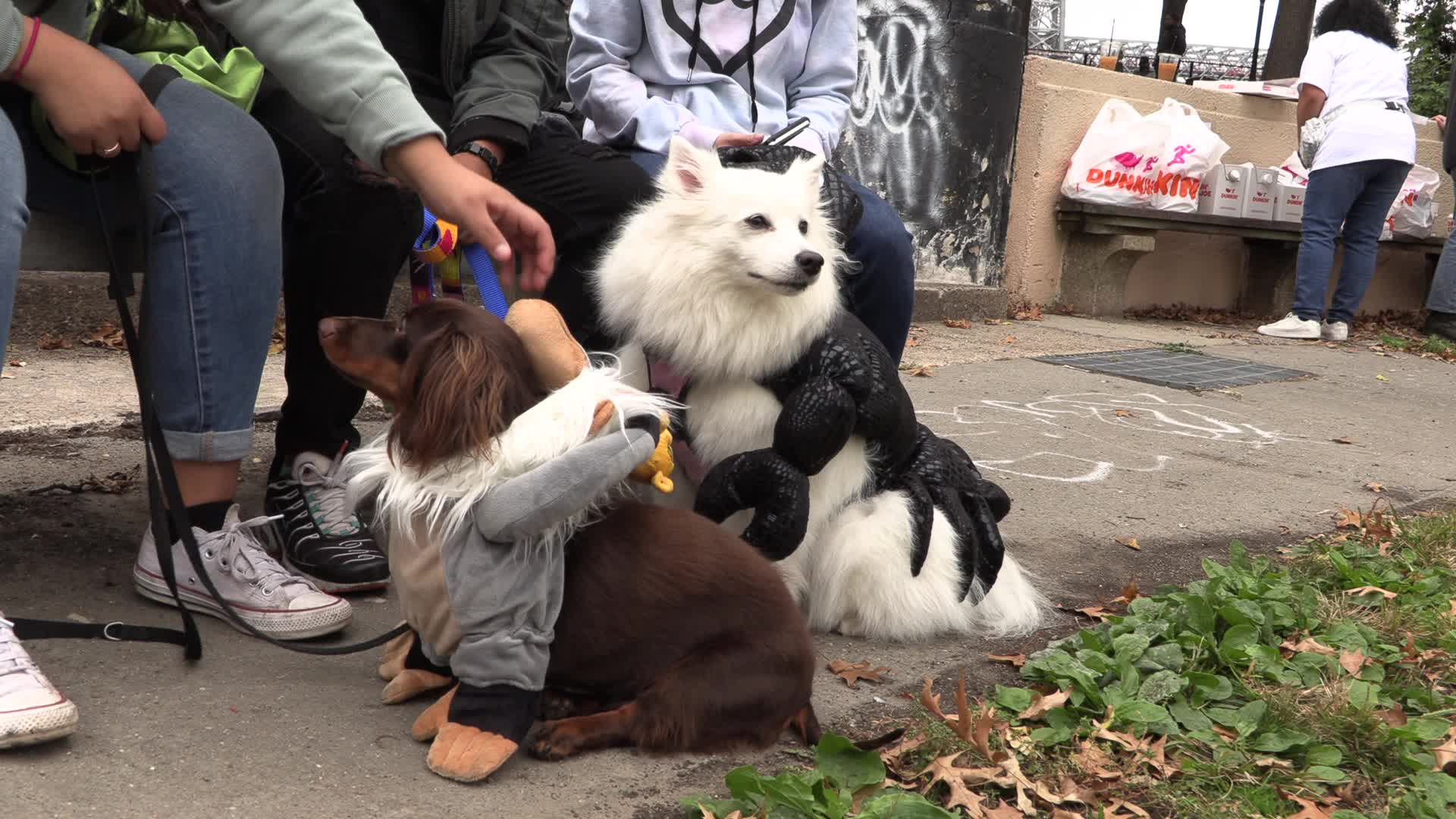 NYC: Tompkins Square Halloween Dog Parade