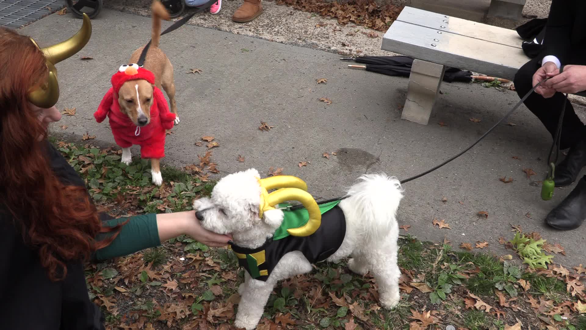 NYC: Tompkins Square Halloween Dog Parade