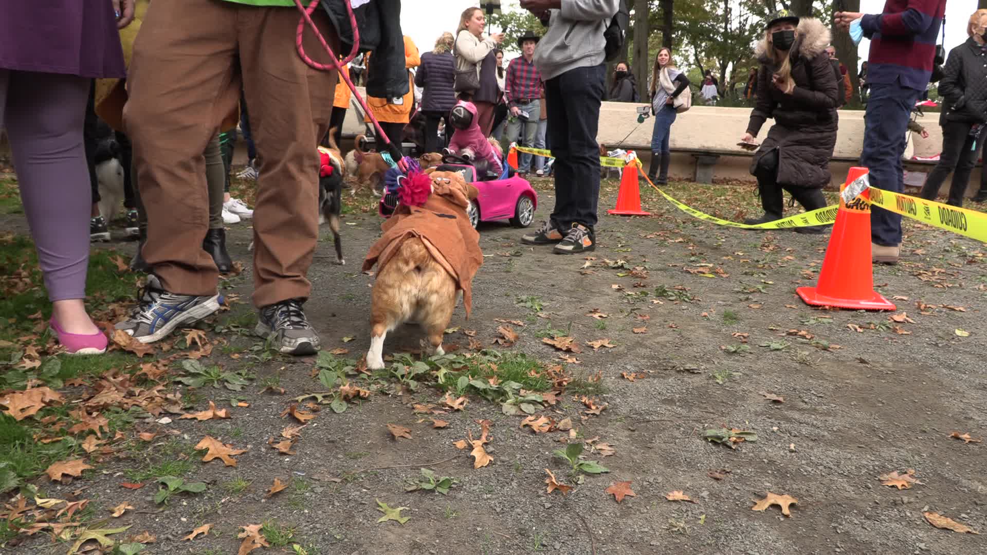 NYC: Tompkins Square Halloween Dog Parade