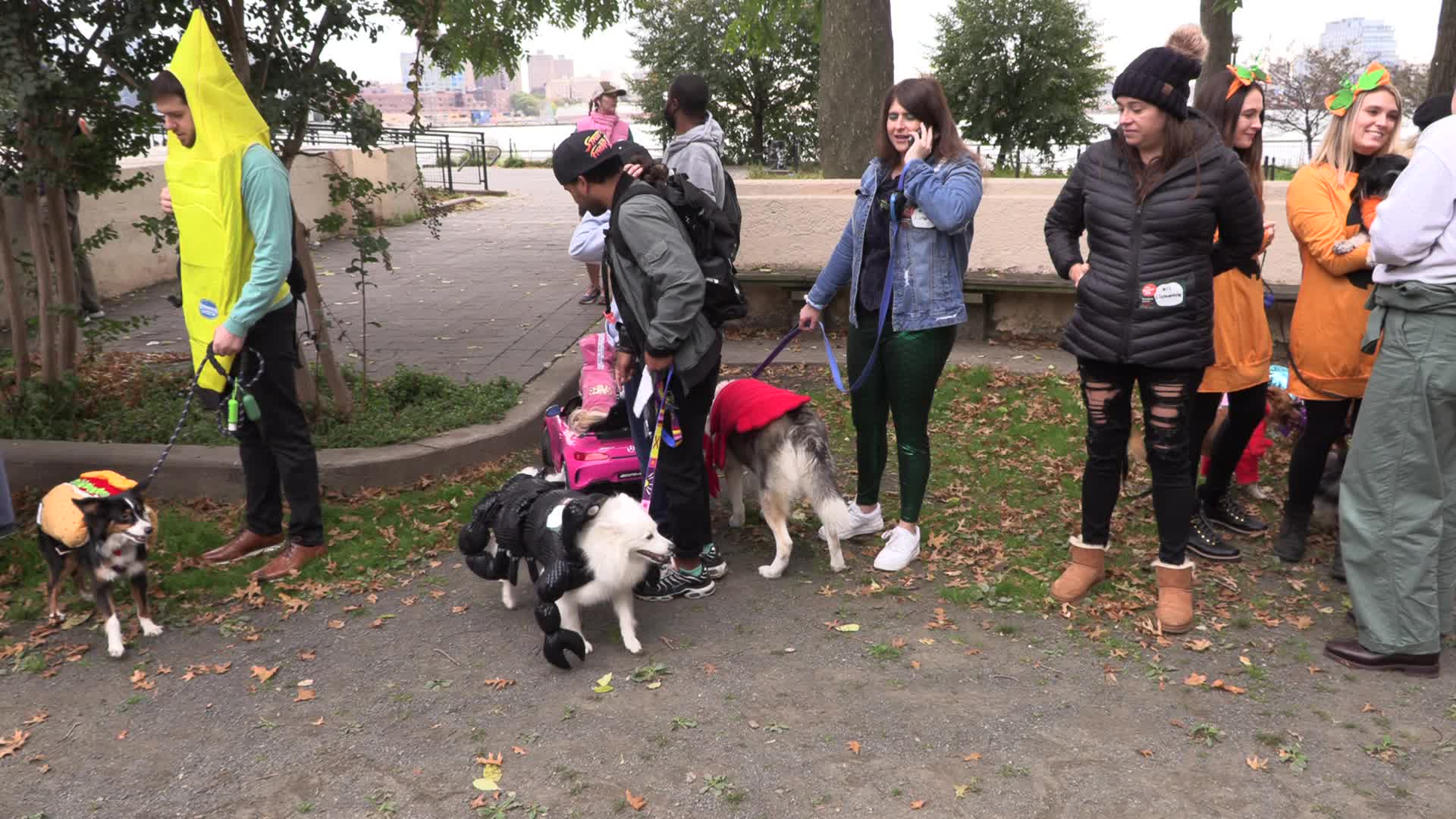 NYC: Tompkins Square Halloween Dog Parade