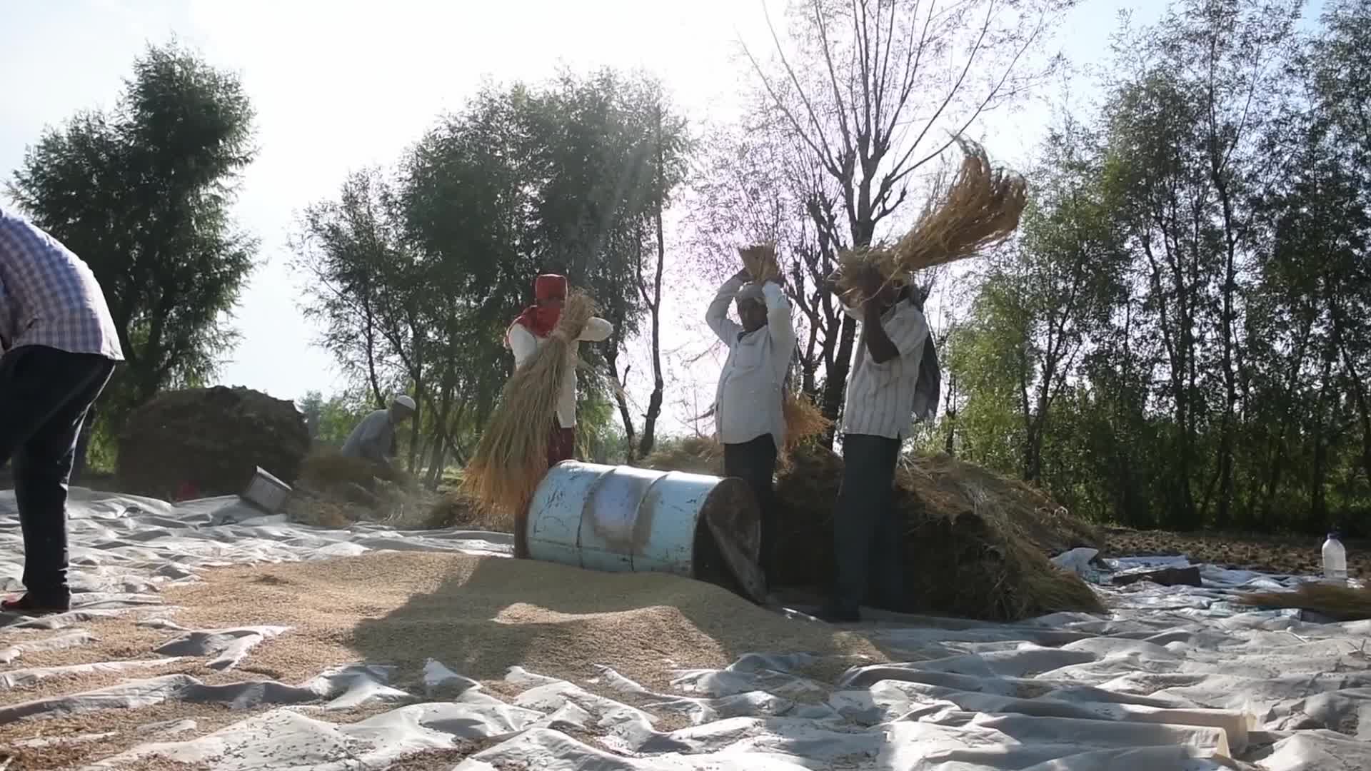 Rice Harvesting In Kashmir
