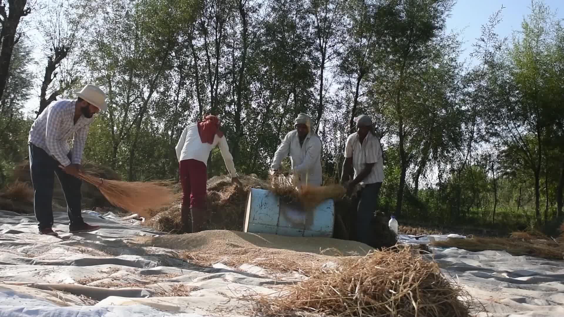 Rice Harvesting In Kashmir
