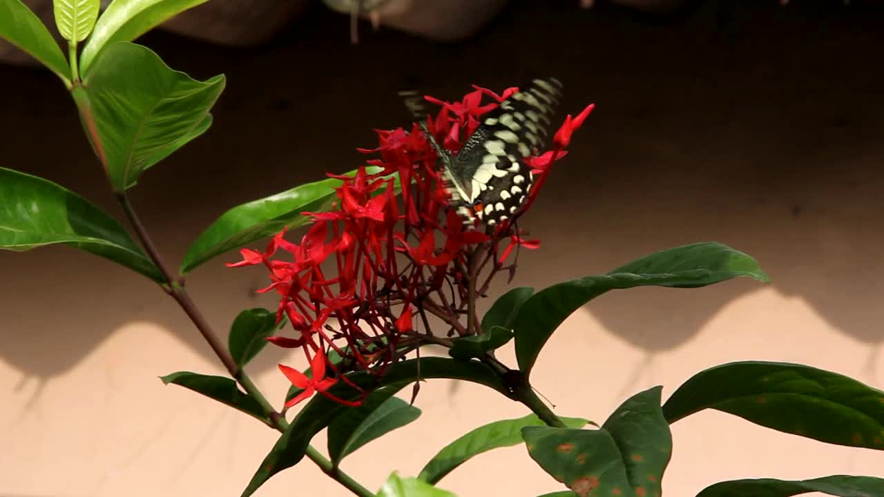 Lime Swallowtail butterflies