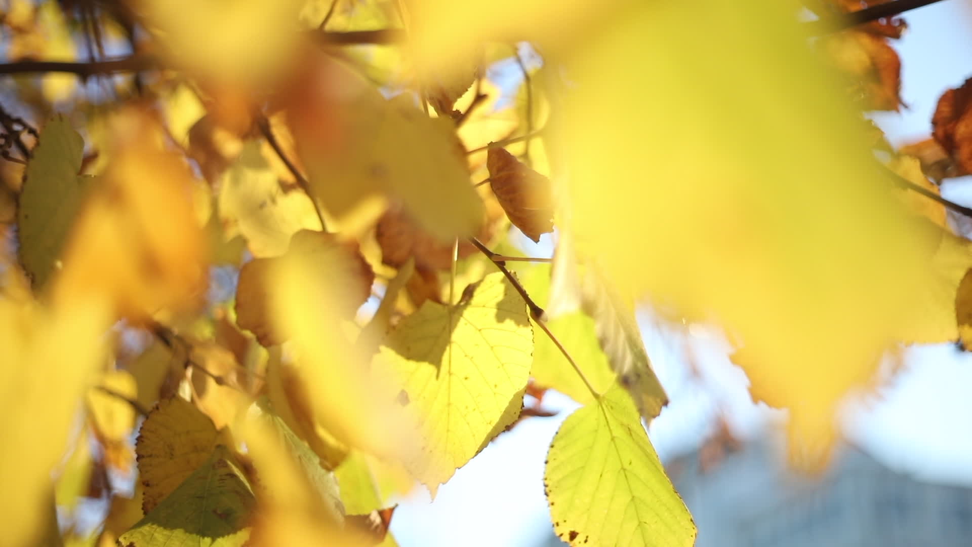 Autumn Colors in Warsaw