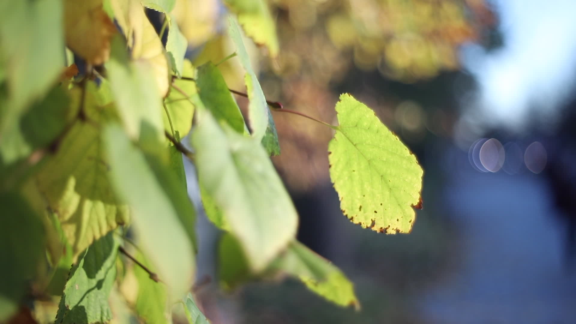 Autumn Colors in Warsaw