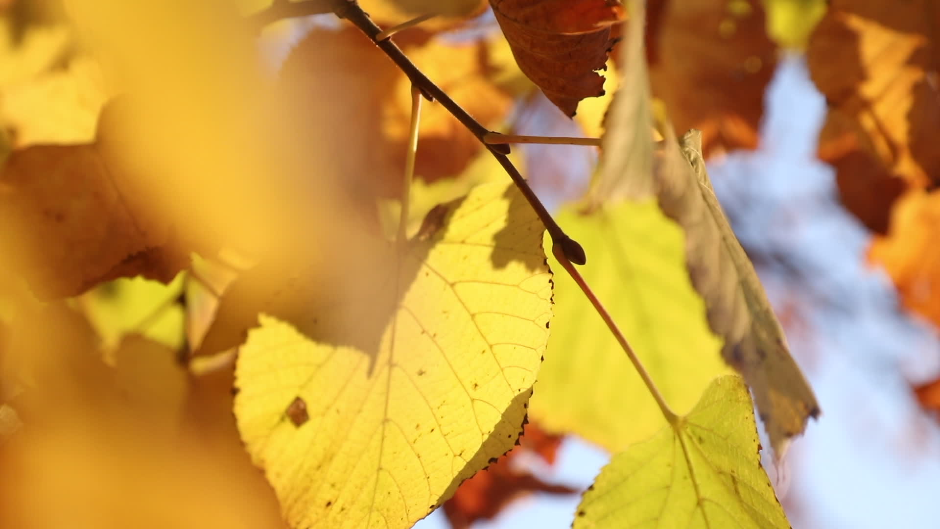 Autumn Colors in Warsaw