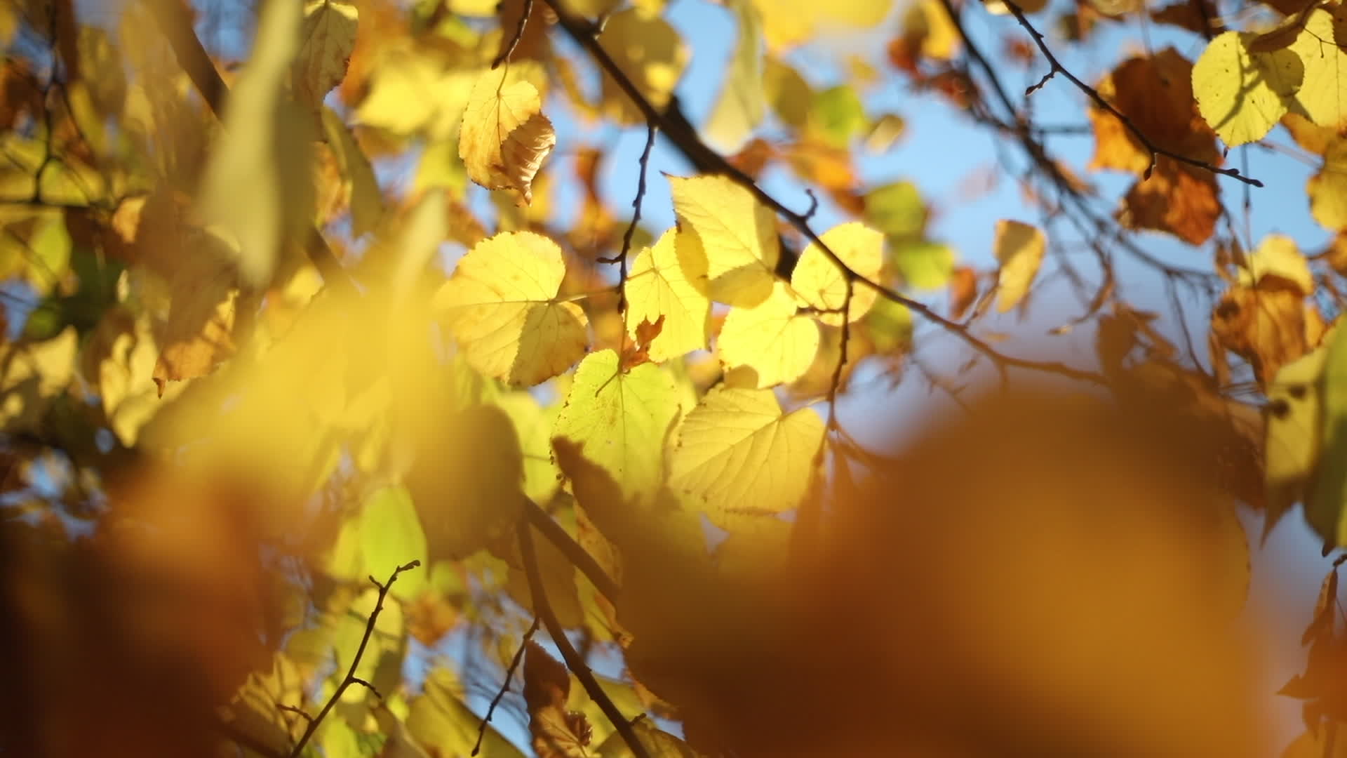 Autumn Colors in Warsaw