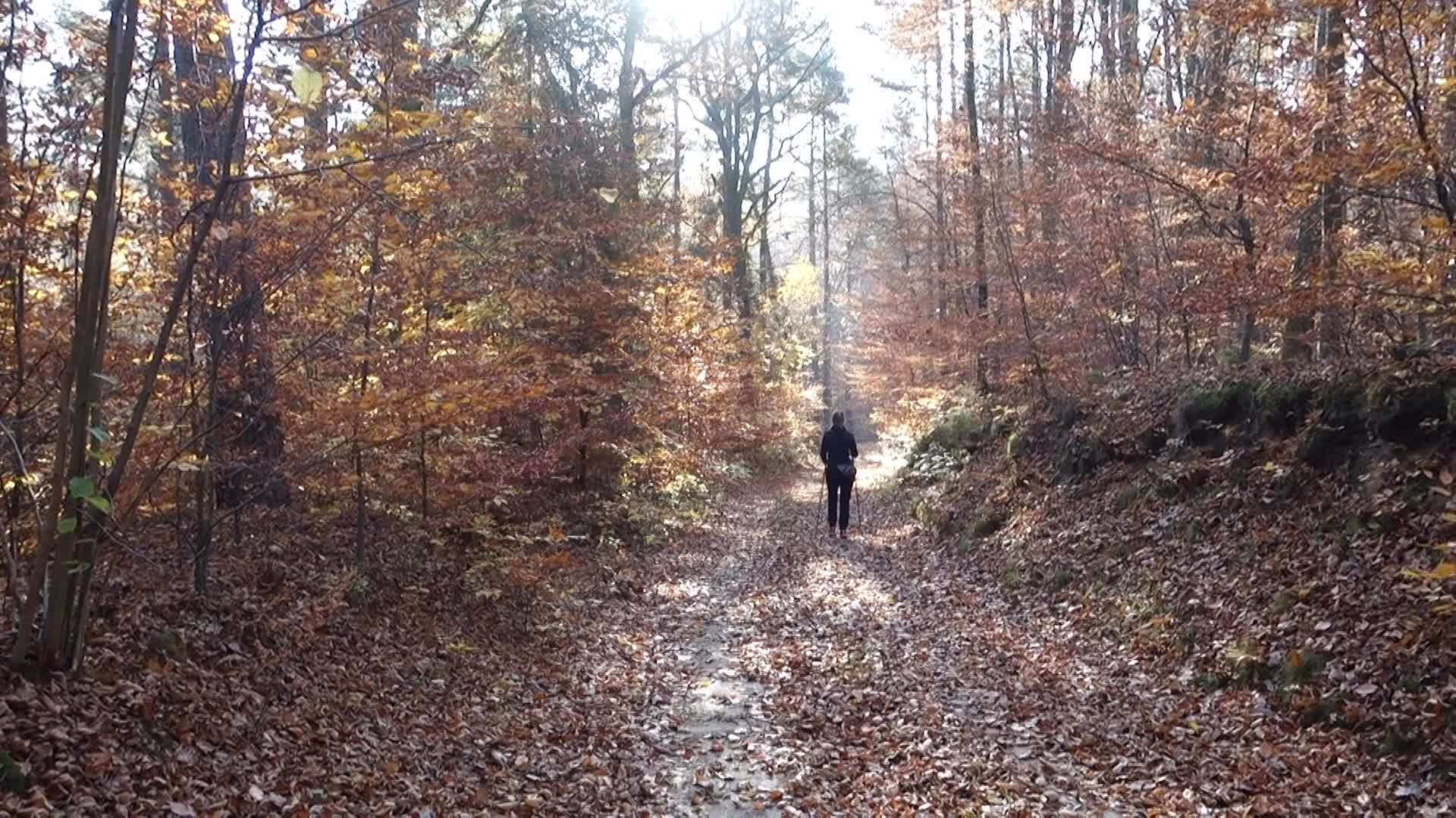 Autumn Colors In Gdansk, Poland