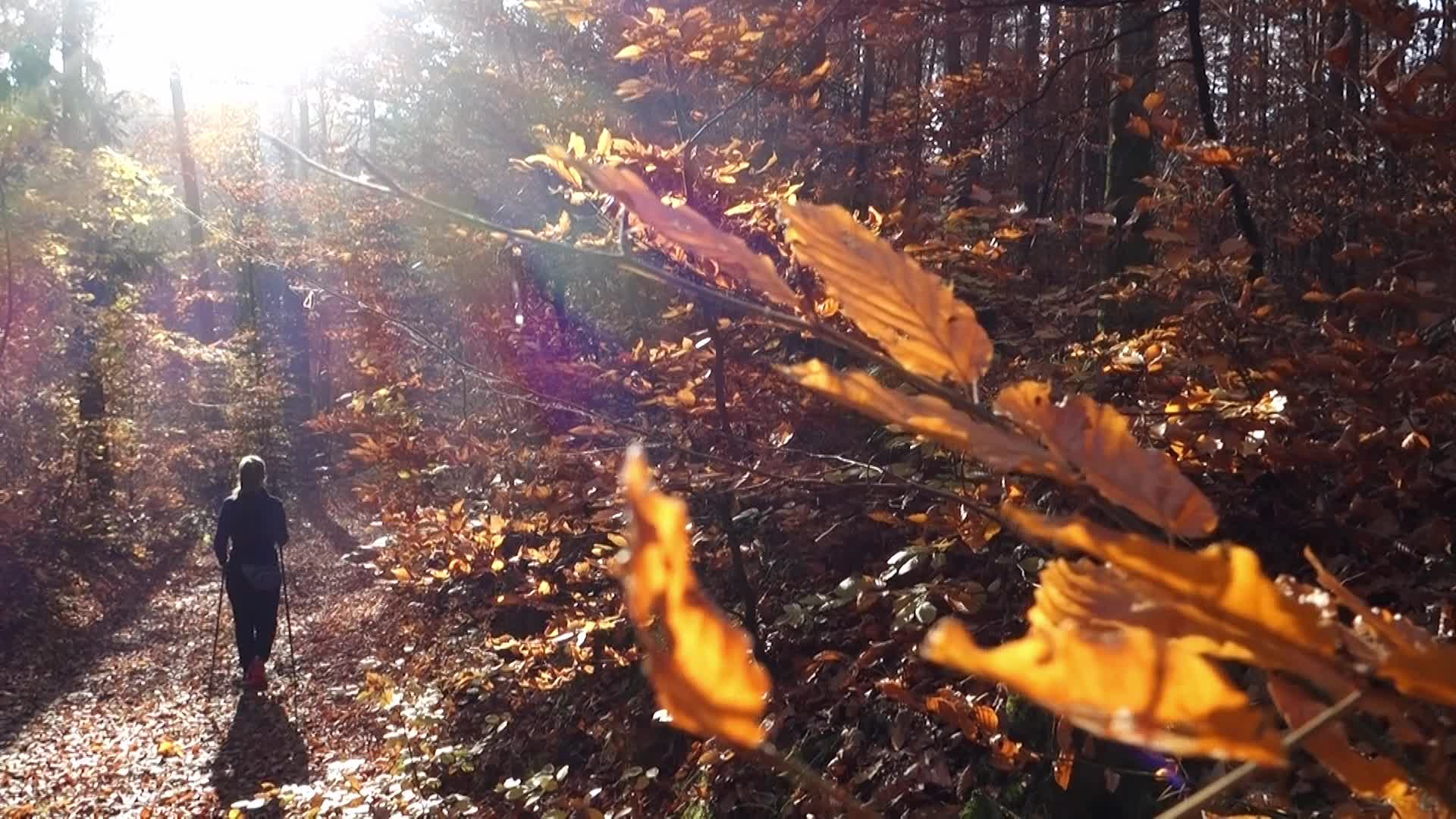 Autumn Colors In Gdansk, Poland
