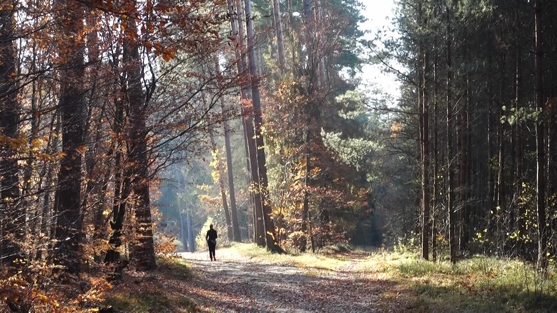 Autumn Colors In Gdansk, Poland