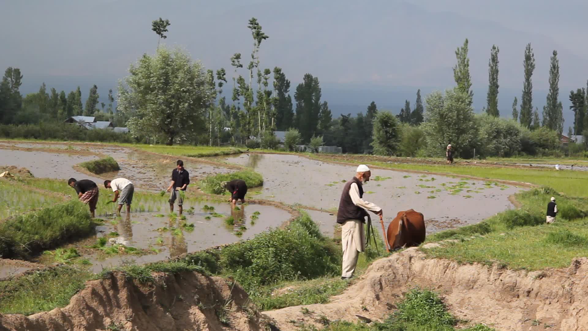 Farmers planting rice saplings in Kashmir