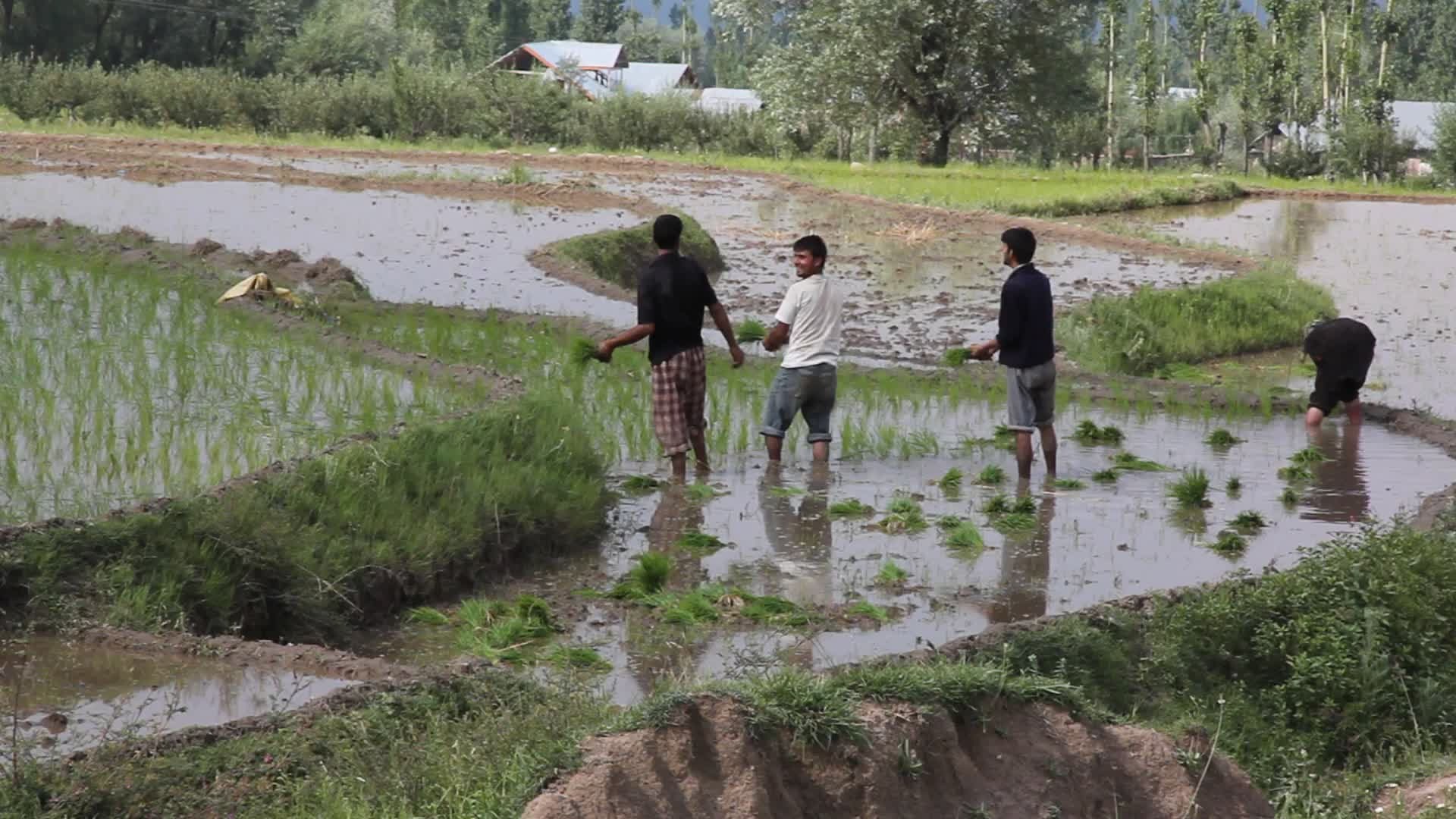 Farmers planting rice saplings in Kashmir