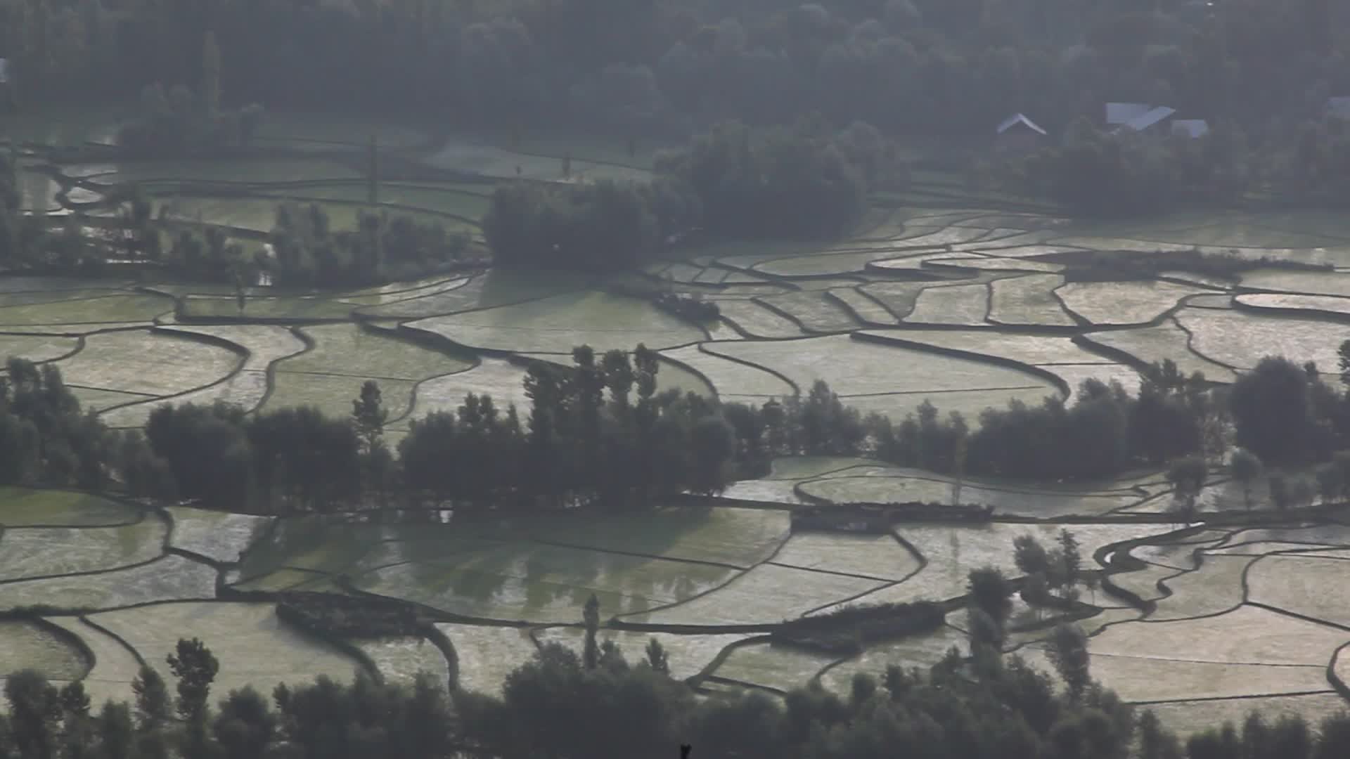 Rice paddy fields in Kashmir, India