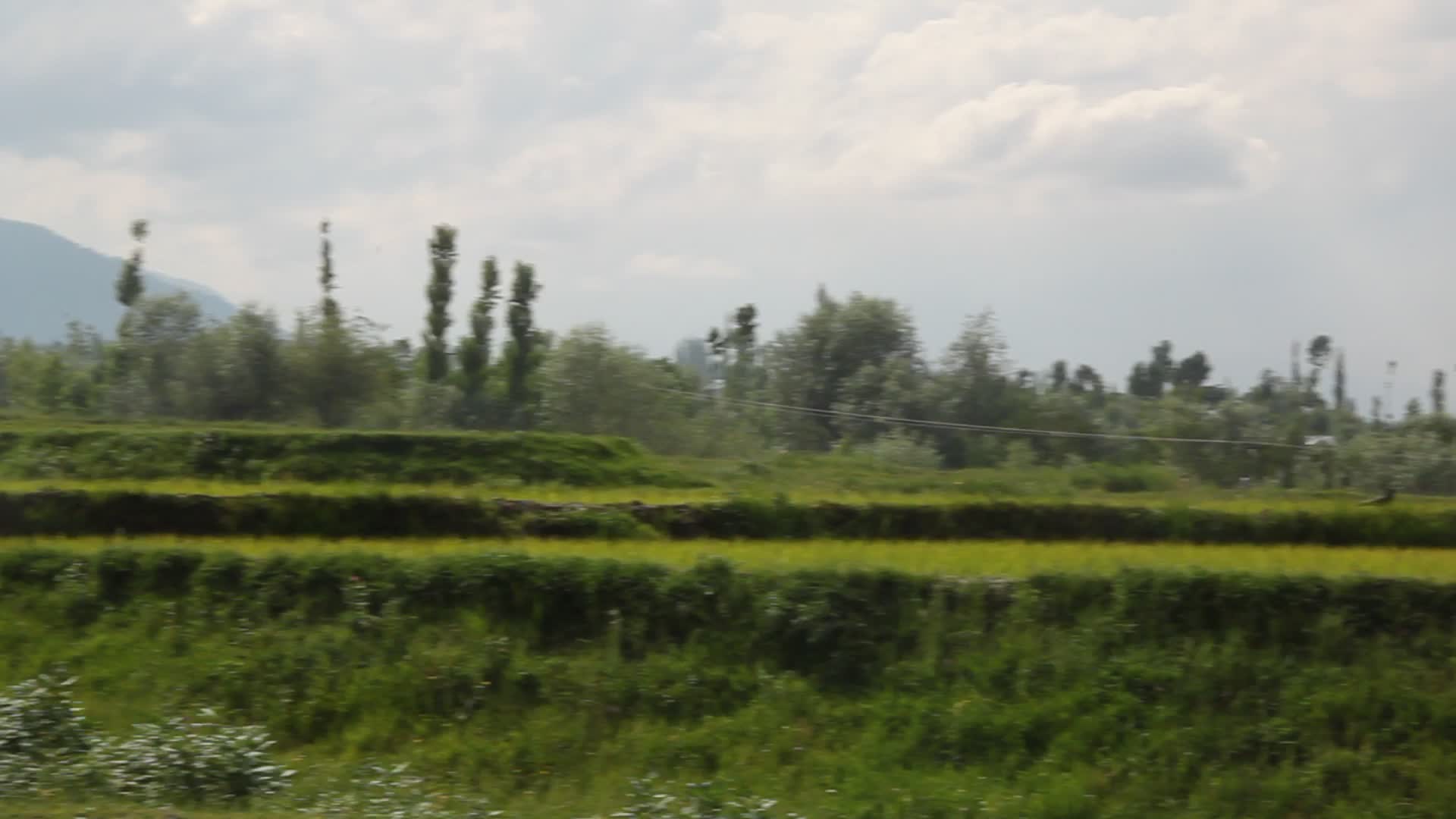 Farmers planting rice saplings in Kashmir
