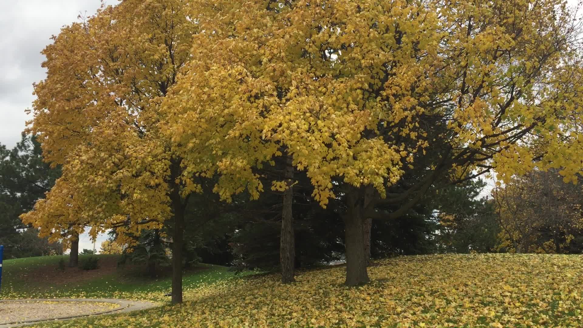 Autumn season in Canada