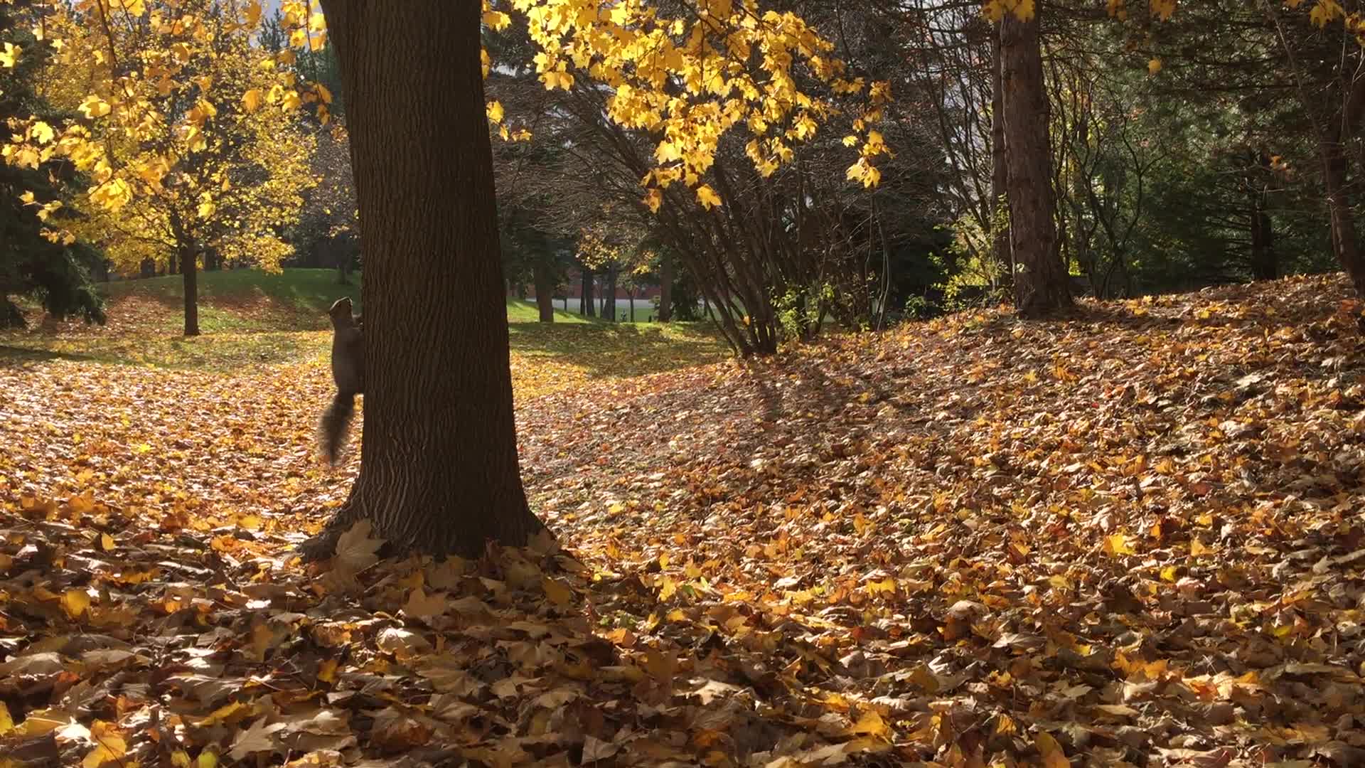 Autumn season in Canada