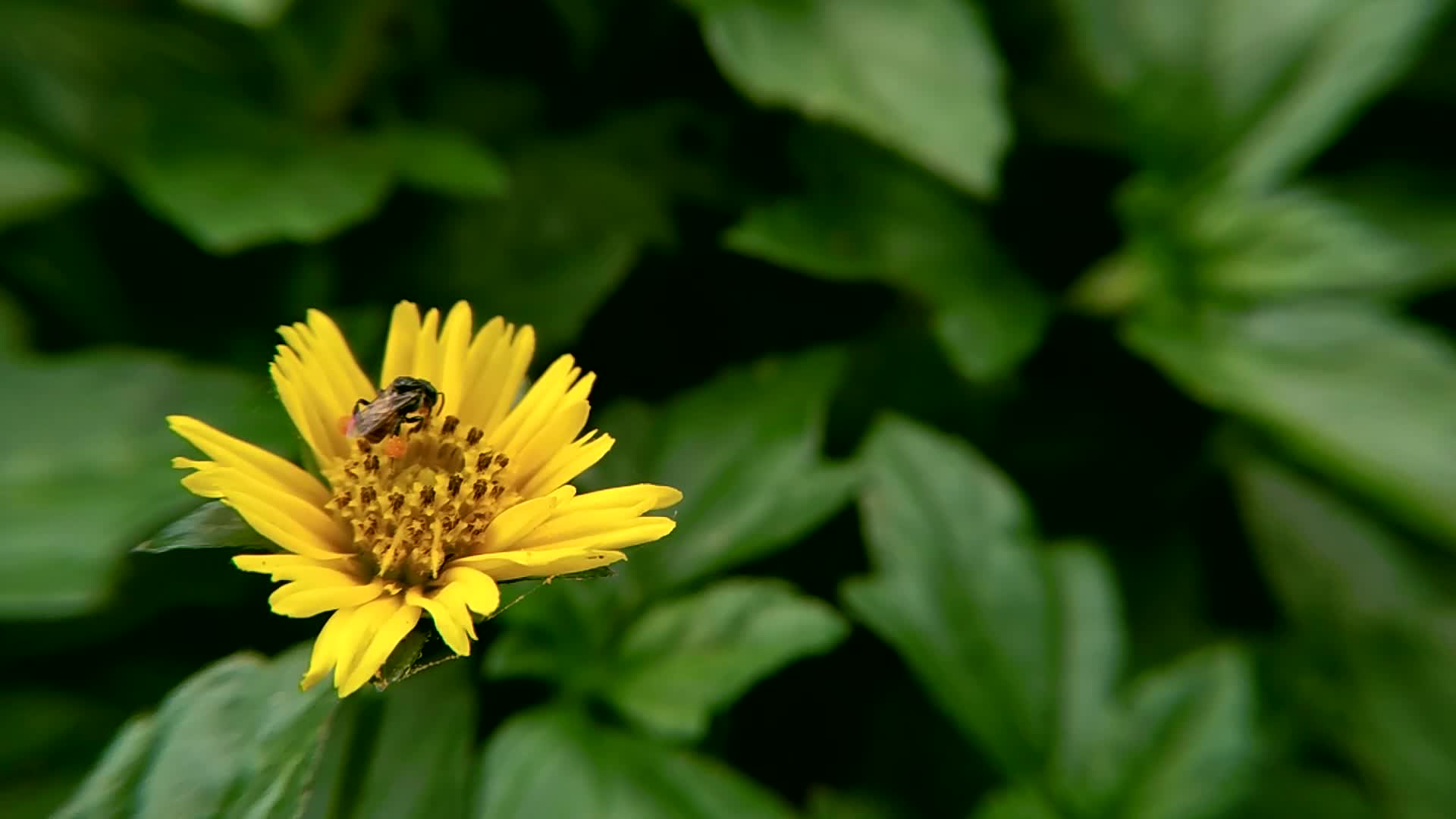 Honey Bee Collecting Nectar And Pollen From Flowers