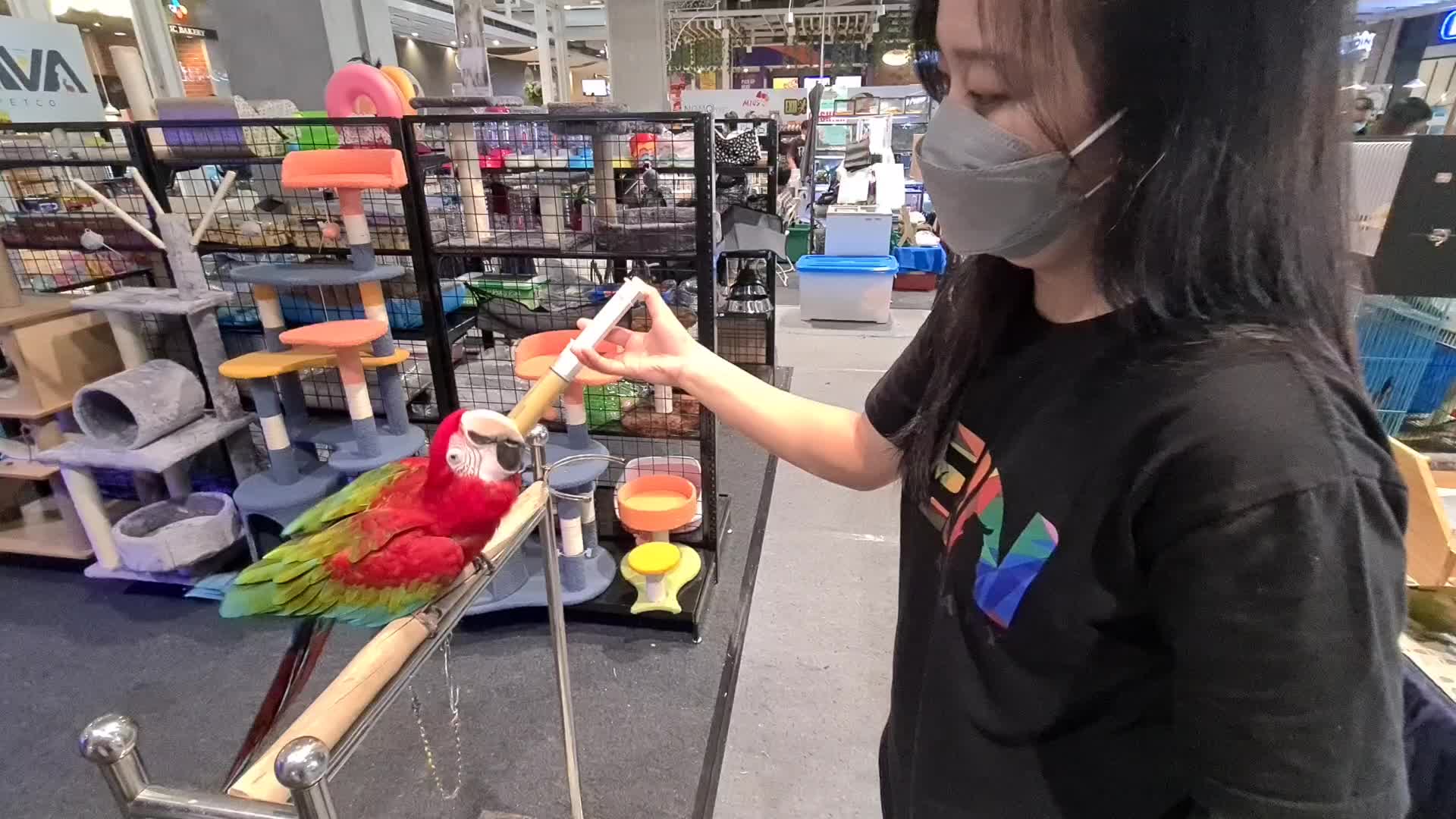 Pet Exhibition in Indonesia
