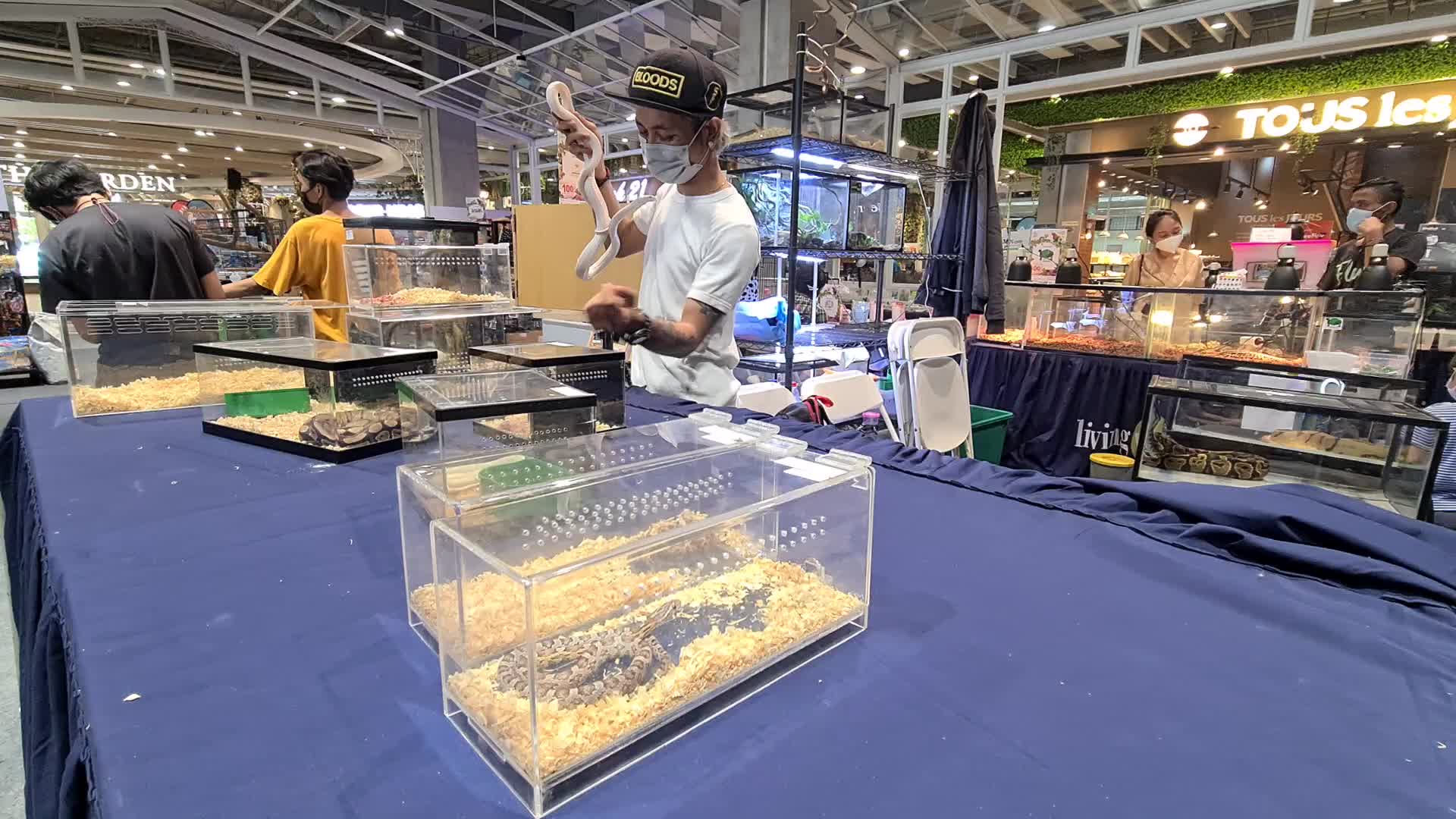 Pet Exhibition in Indonesia