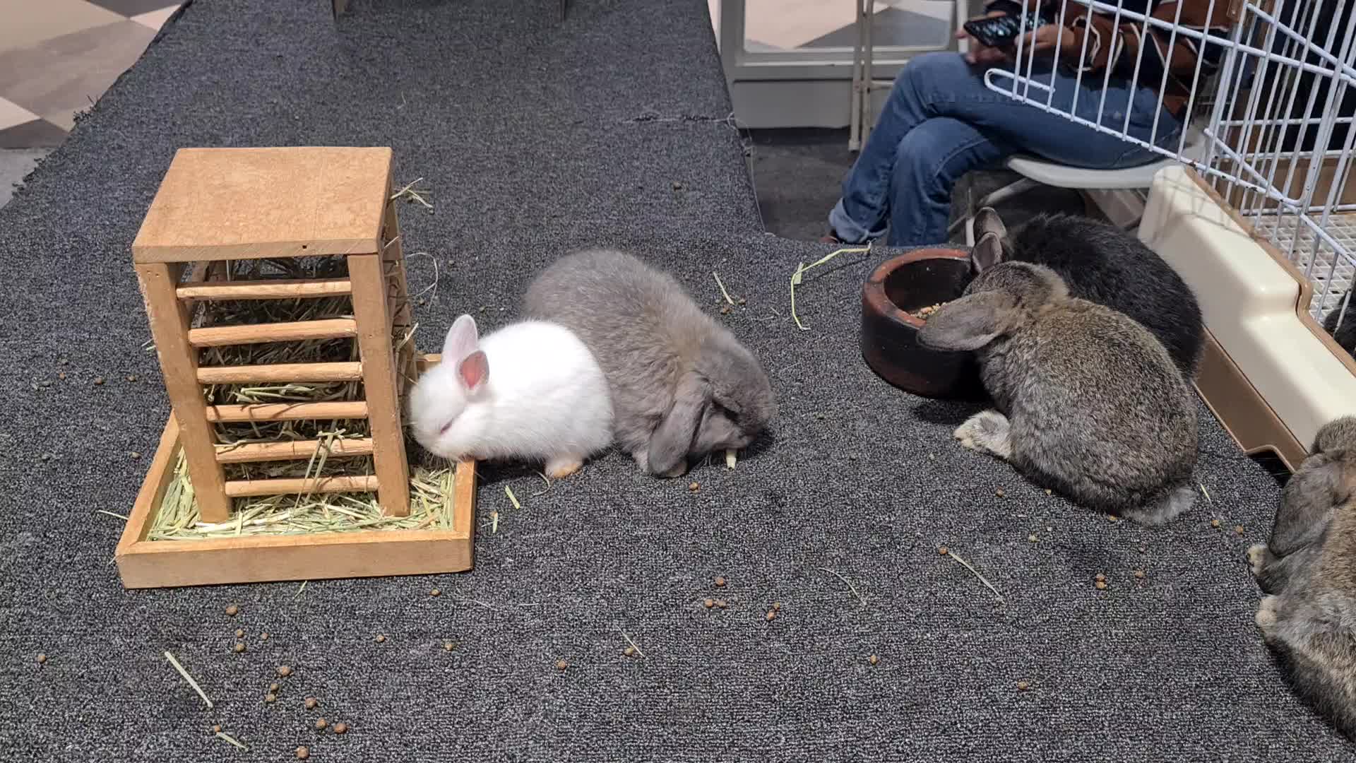 Pet Exhibition in Indonesia