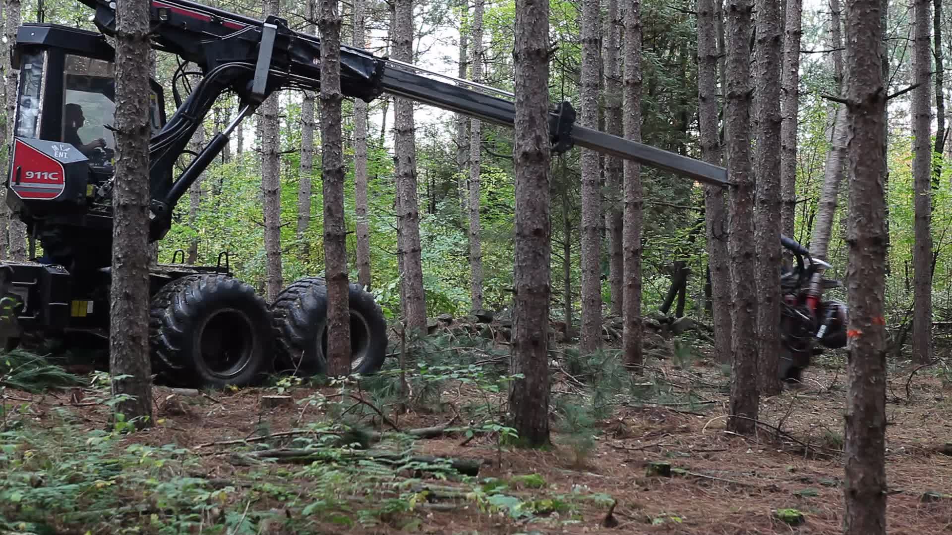 Logging in Canada