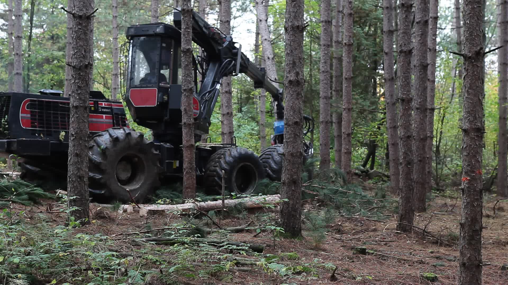 Logging in Canada