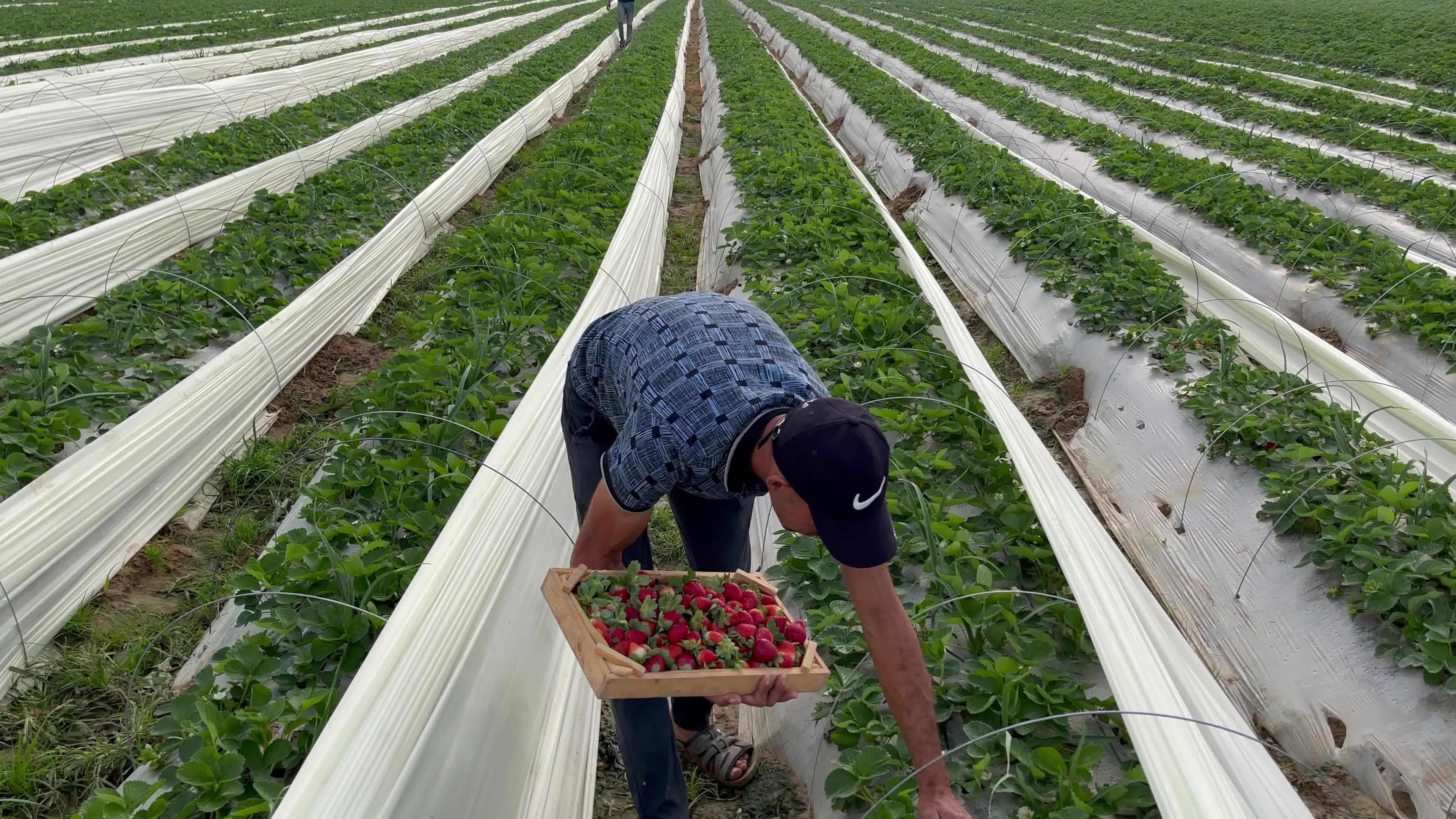 Palestinian farmers collect strawberries in a field in Beit Lahia