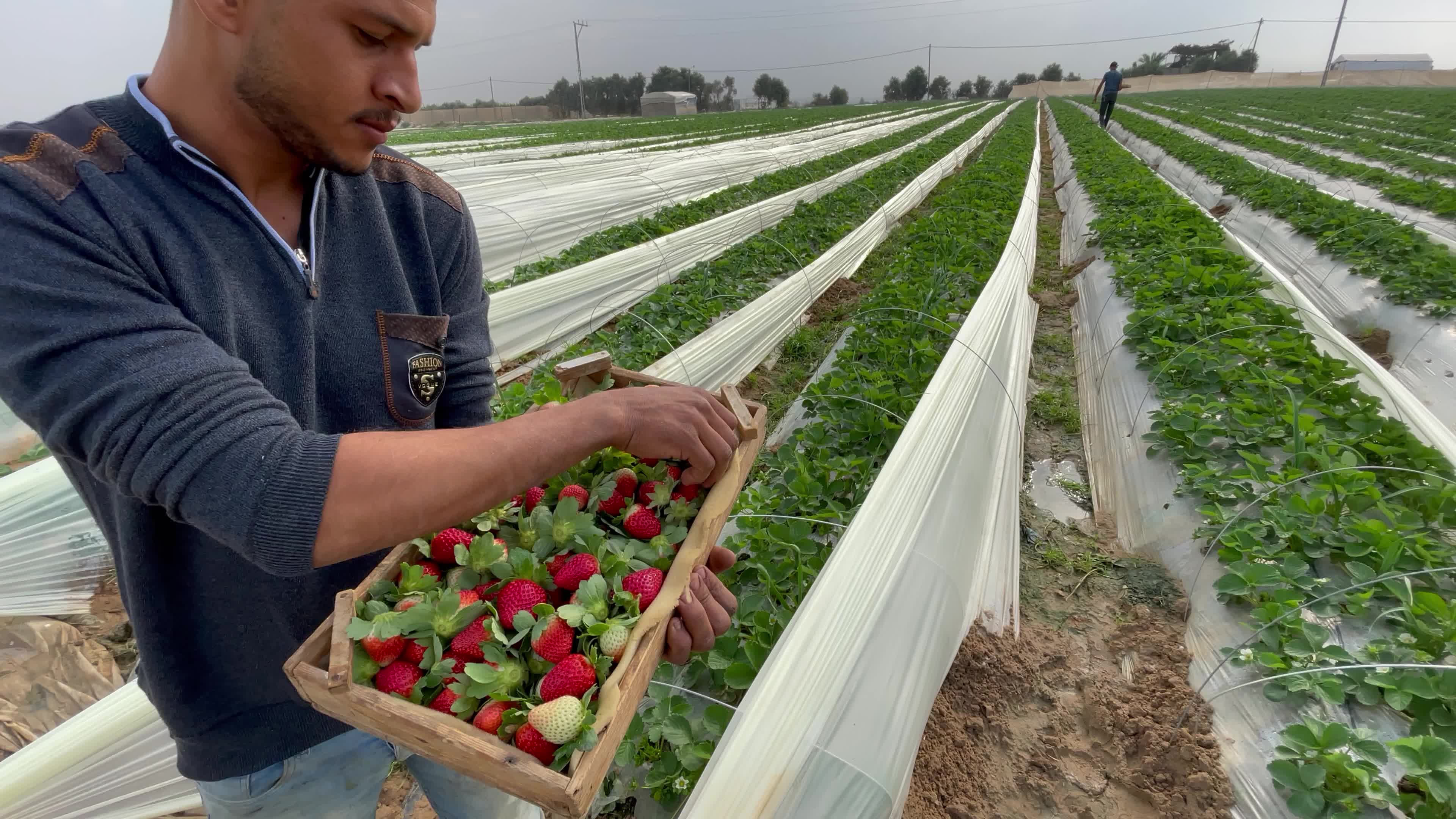 Palestinian farmers collect strawberries in a field in Beit Lahia