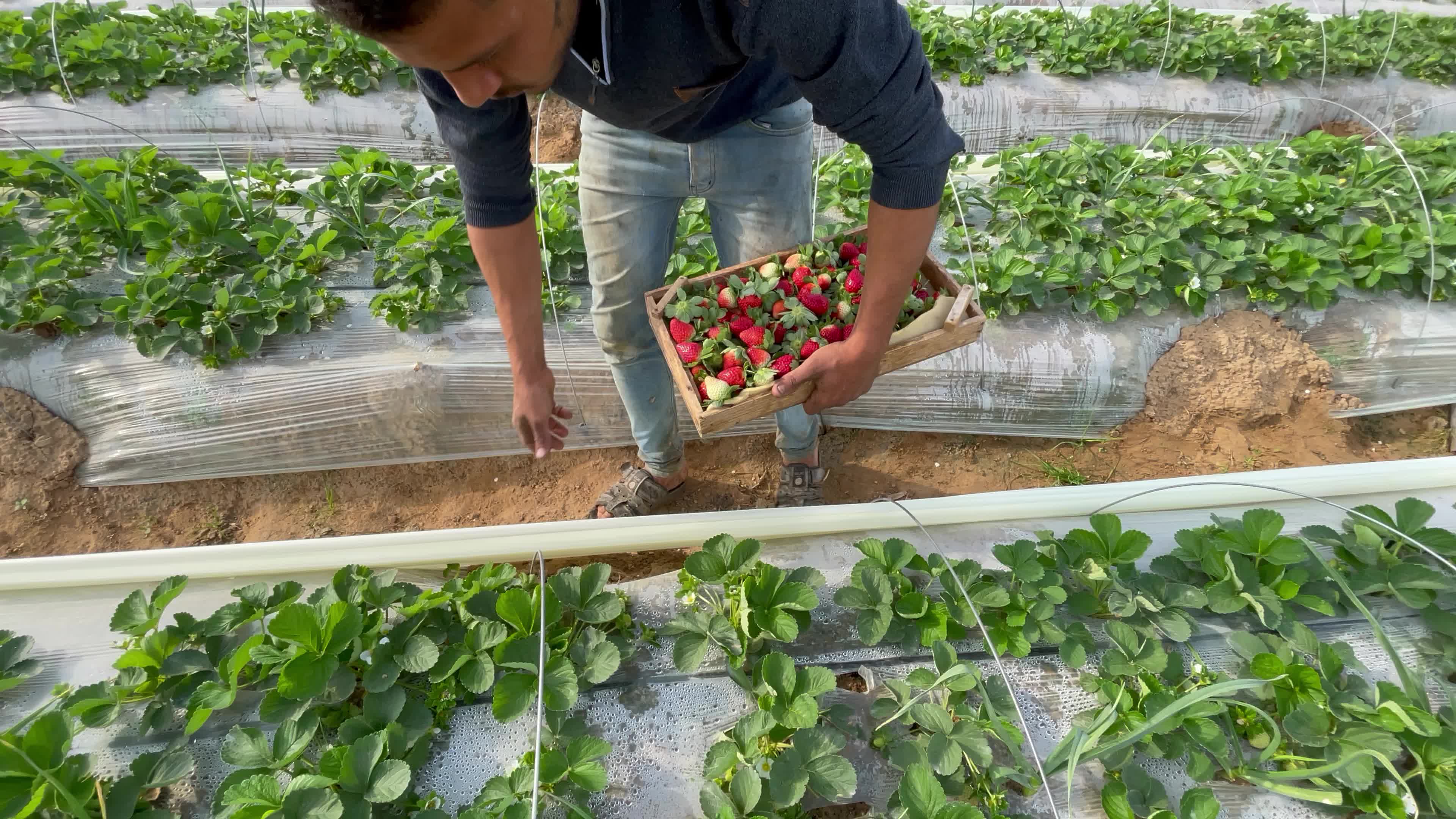 Palestinian farmers collect strawberries in a field in Beit Lahia