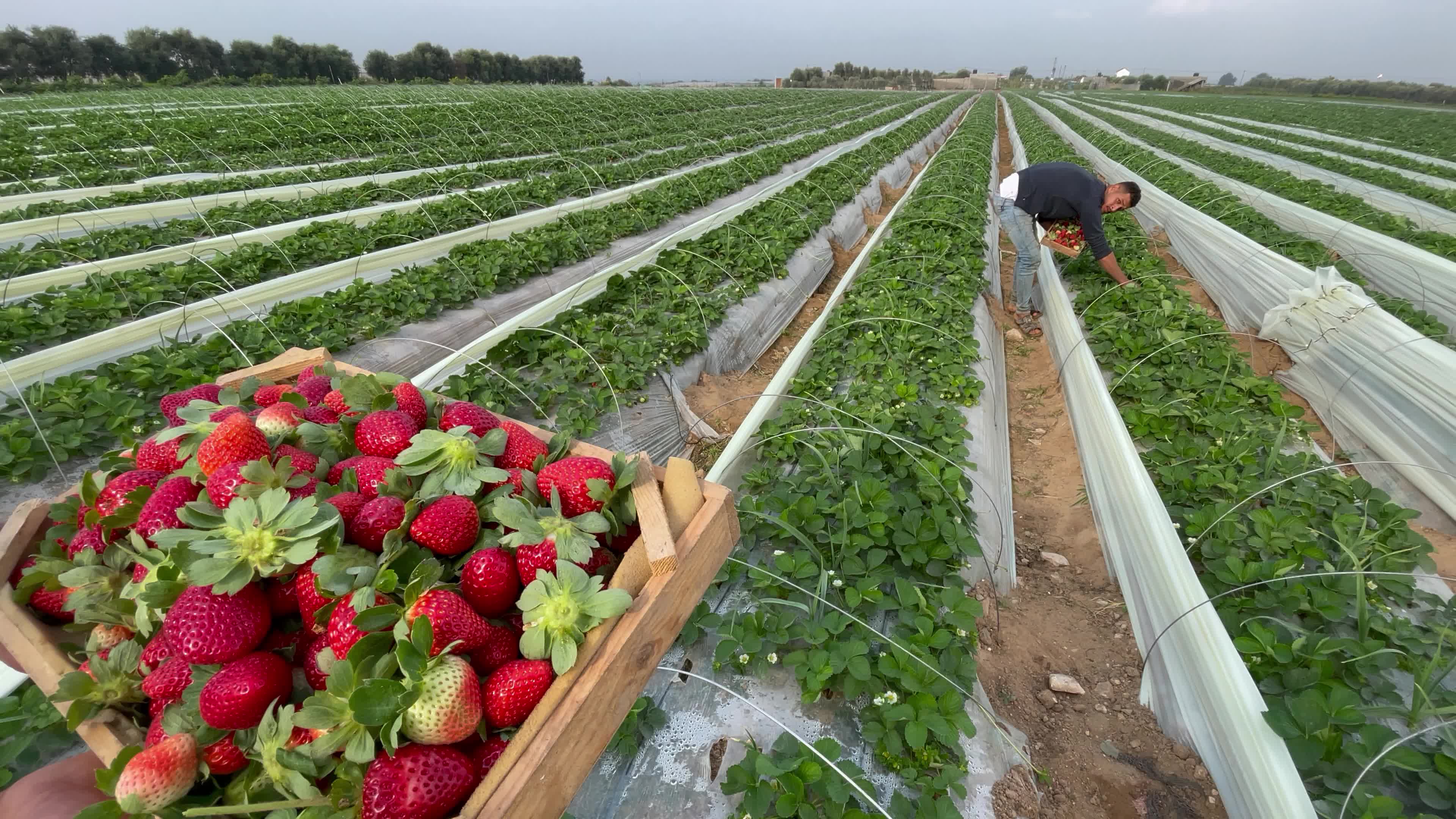 Palestinian farmers collect strawberries in a field in Beit Lahia