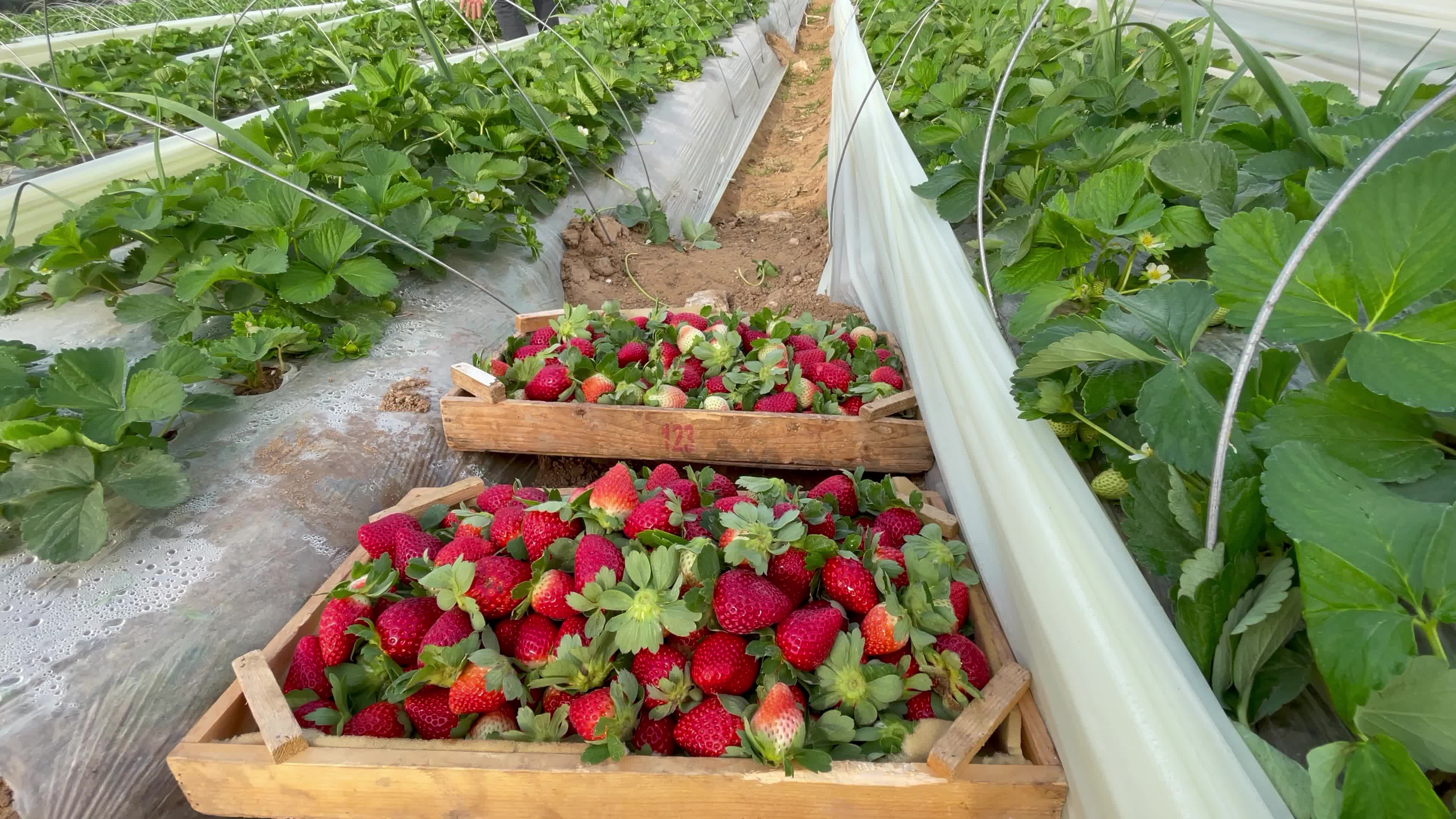 Palestinian farmers collect strawberries in a field in Beit Lahia