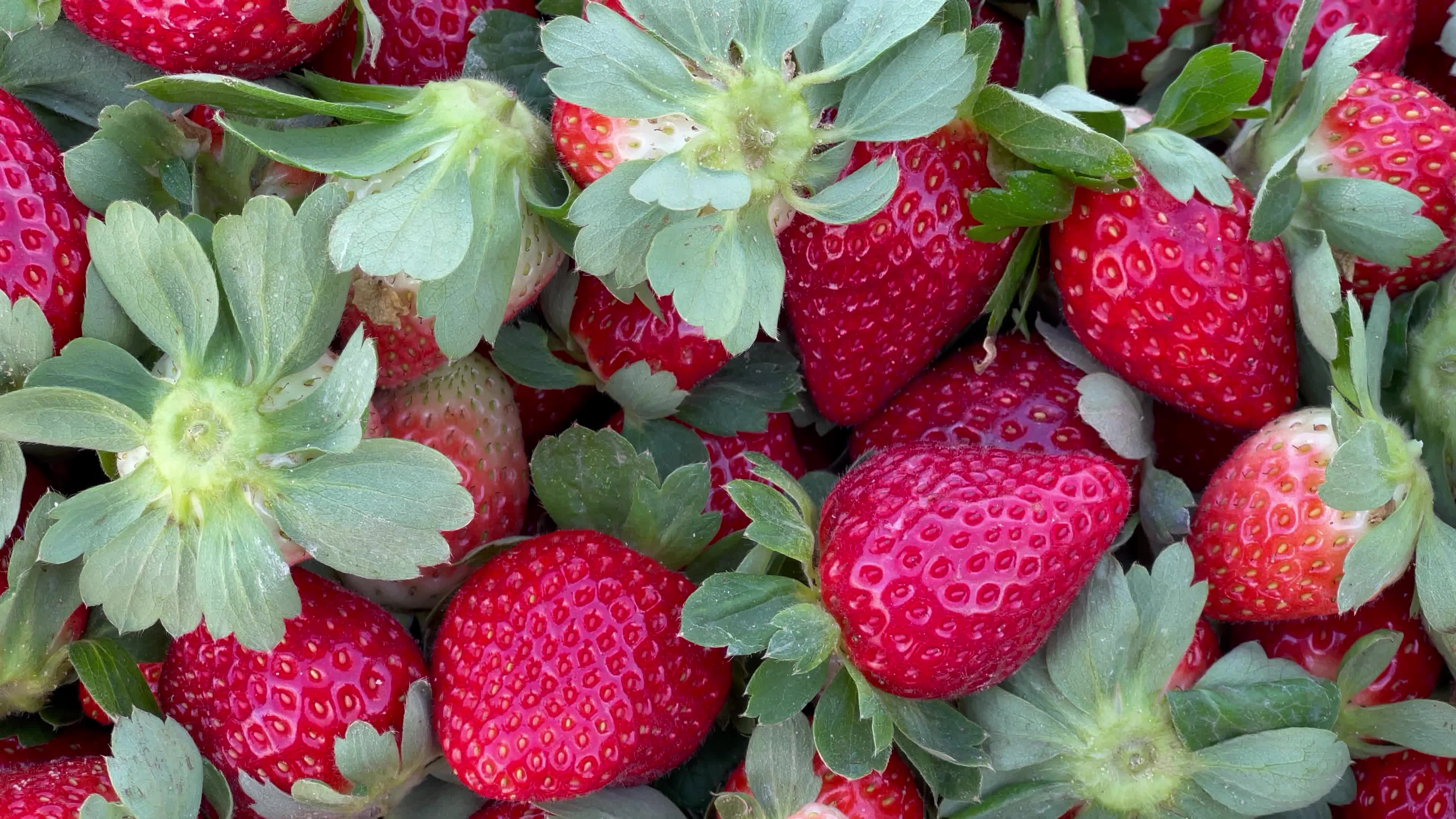 Palestinian farmers collect strawberries in a field in Beit Lahia