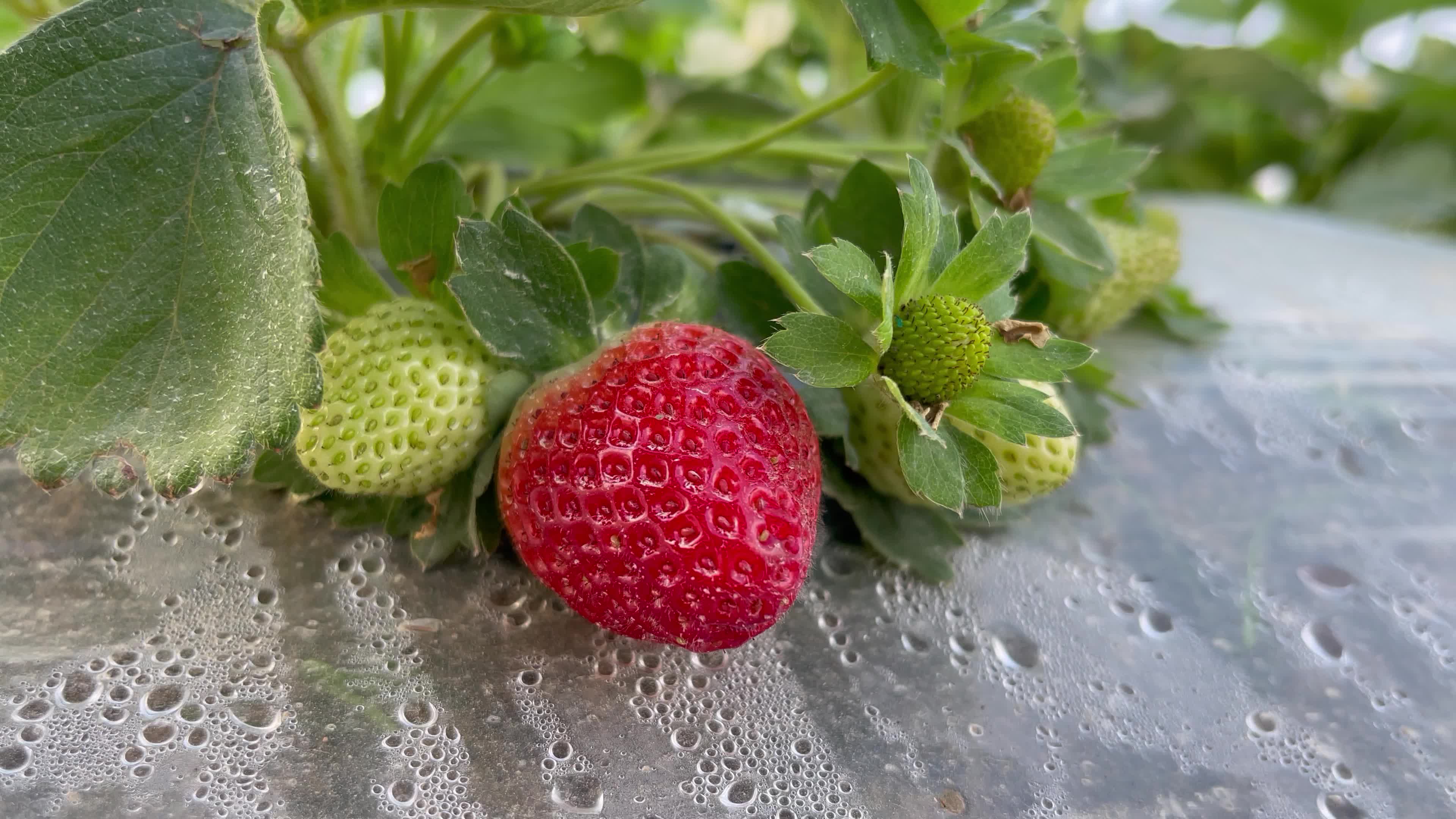 Palestinian farmers collect strawberries in a field in Beit Lahia