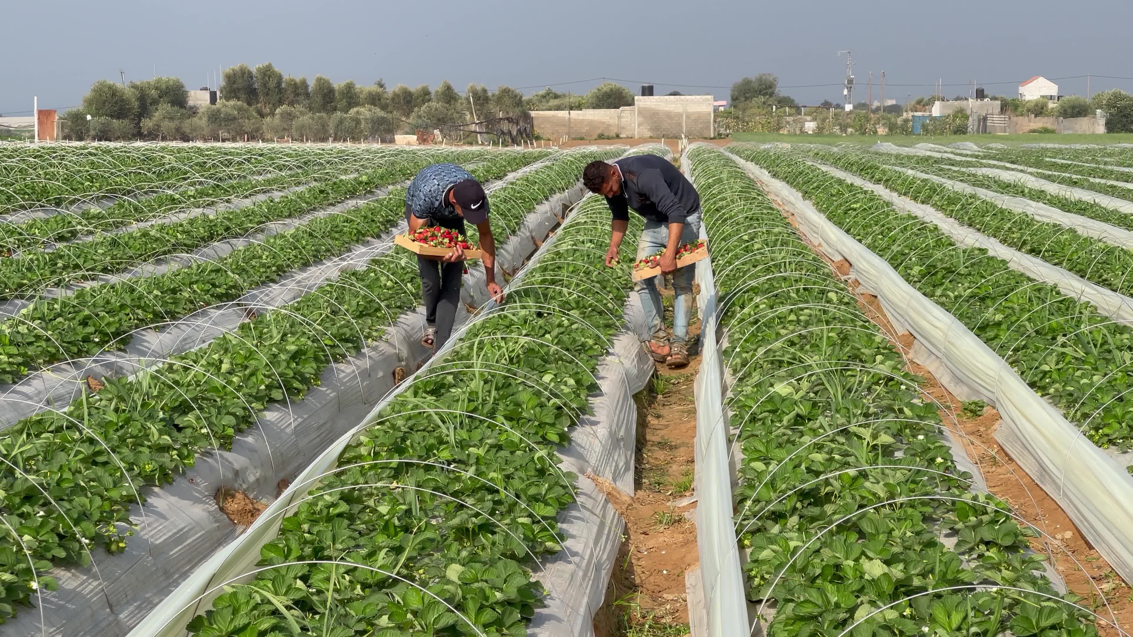 Palestinian farmers collect strawberries in a field in Beit Lahia